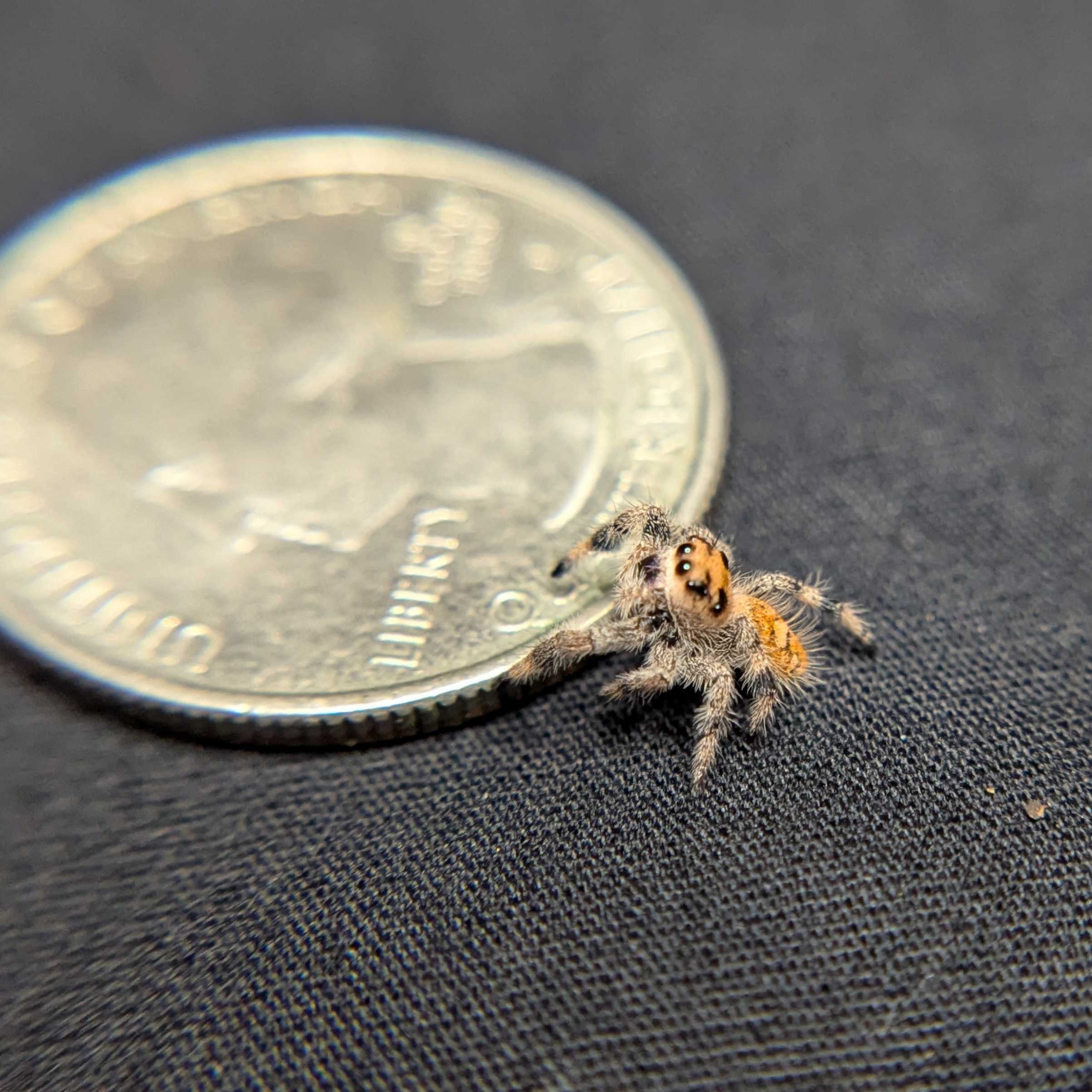 Regal Jumping Spider "Barley"