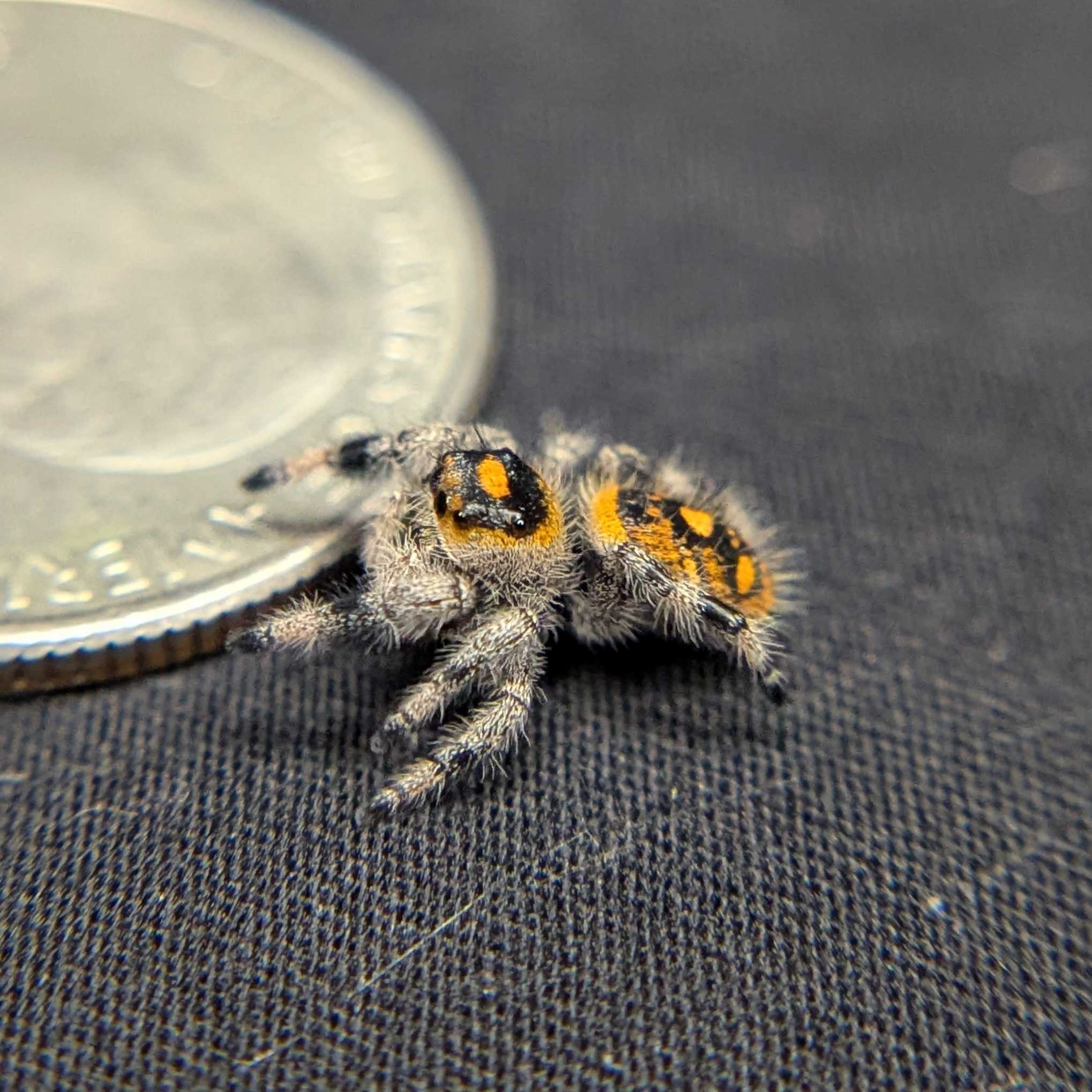 Regal Jumping Spider "Juice"