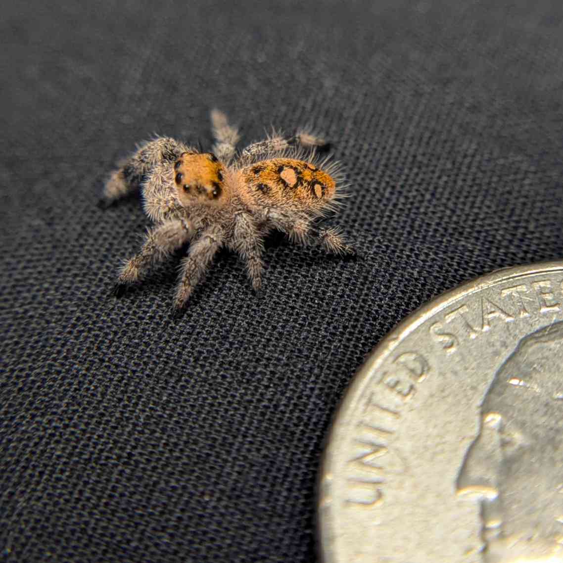 Regal Jumping Spider "Sunkiss"