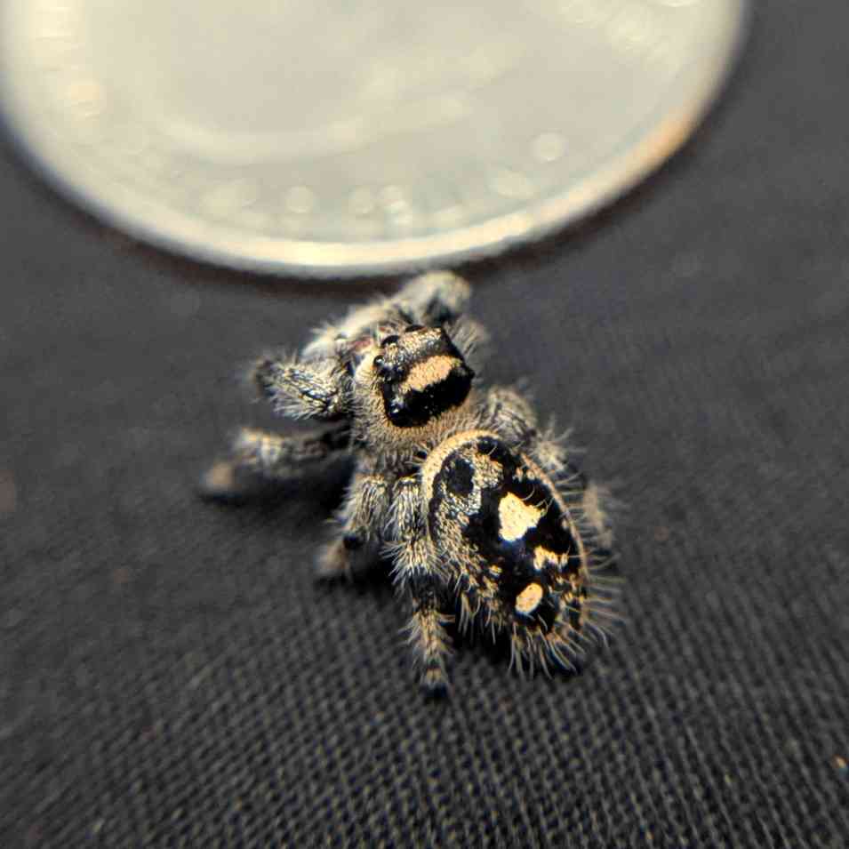 Regal Jumping Spider "Fruit"