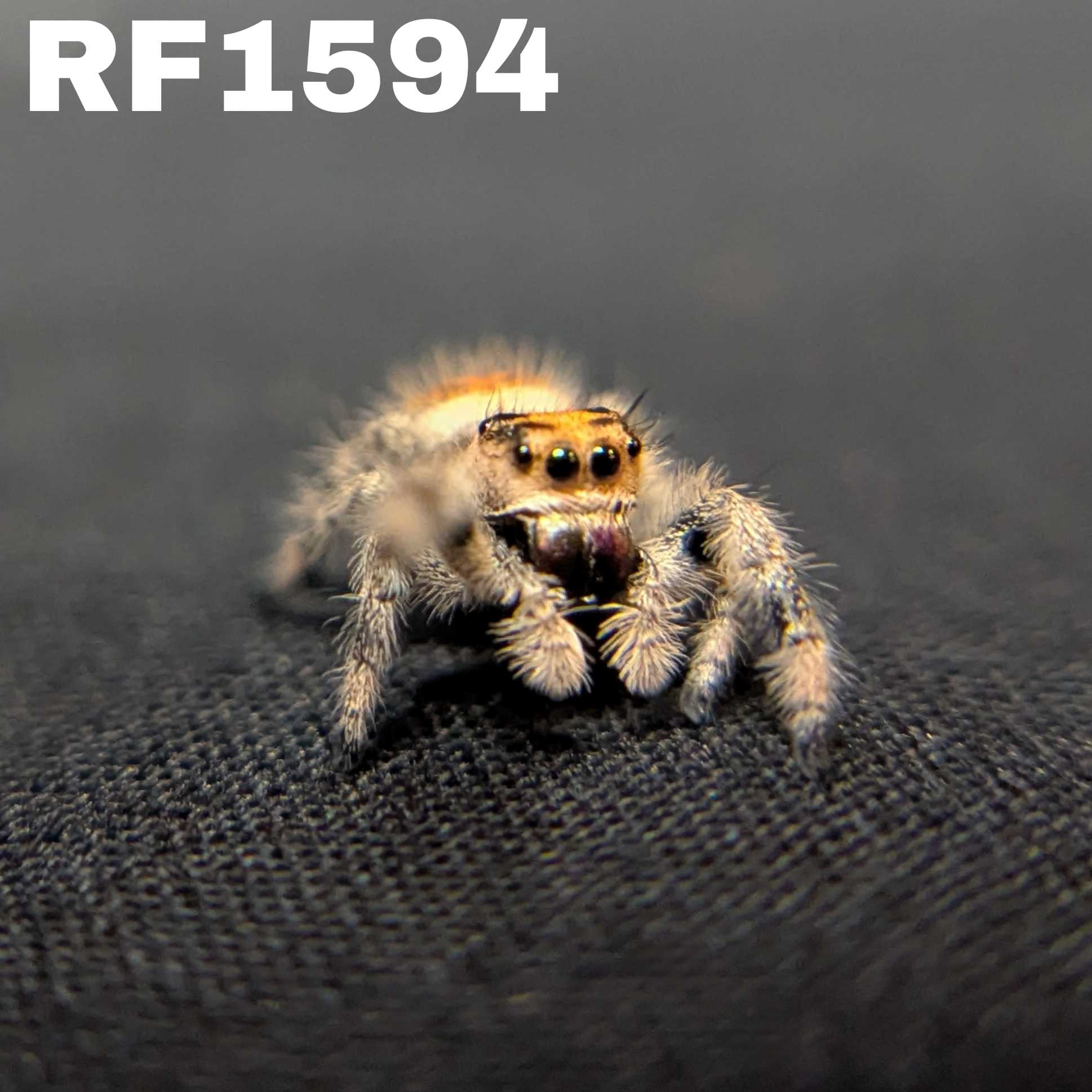 Regal Jumping Spider "Jam"