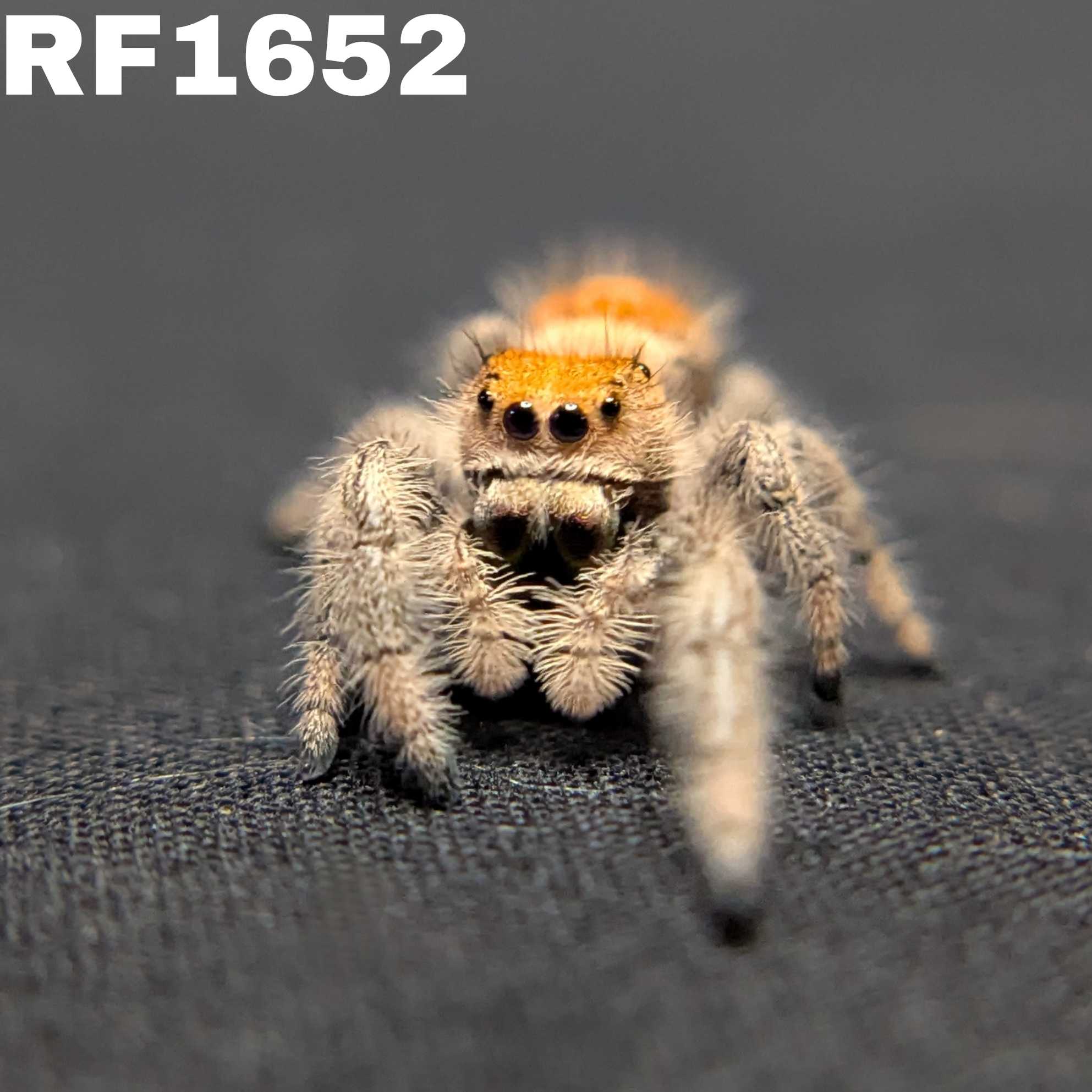 Regal Jumping Spider "Teddy"