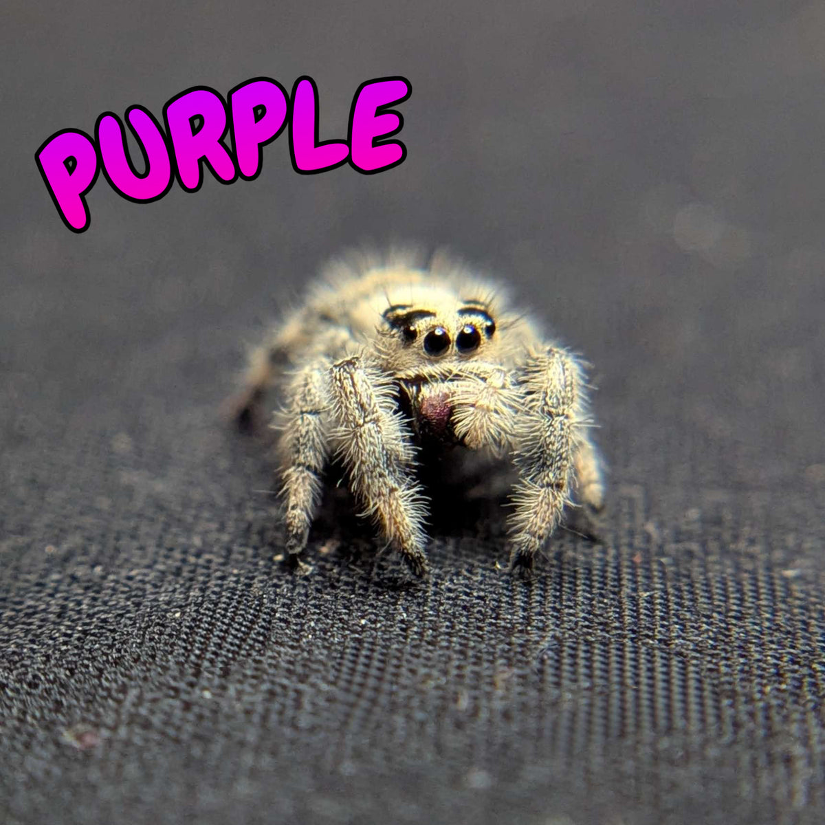 Regal Jumping Spider “Purple”