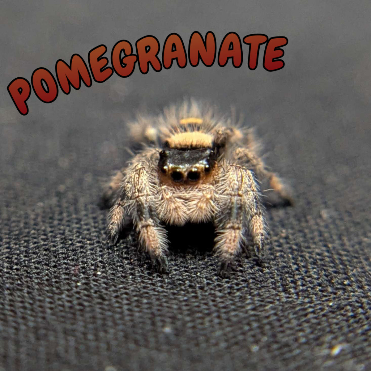 Regal Jumping Spider "Pomegranate"