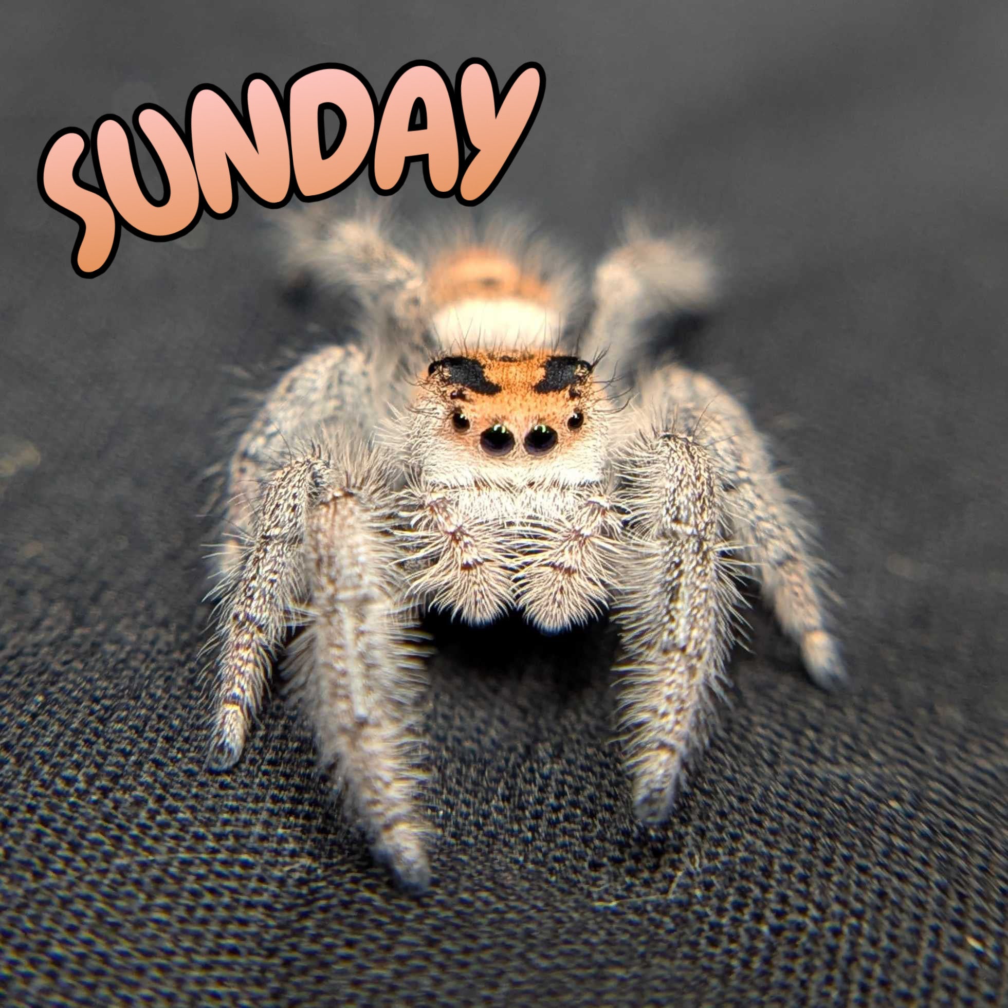 Regal Jumping Spider "Sunday"