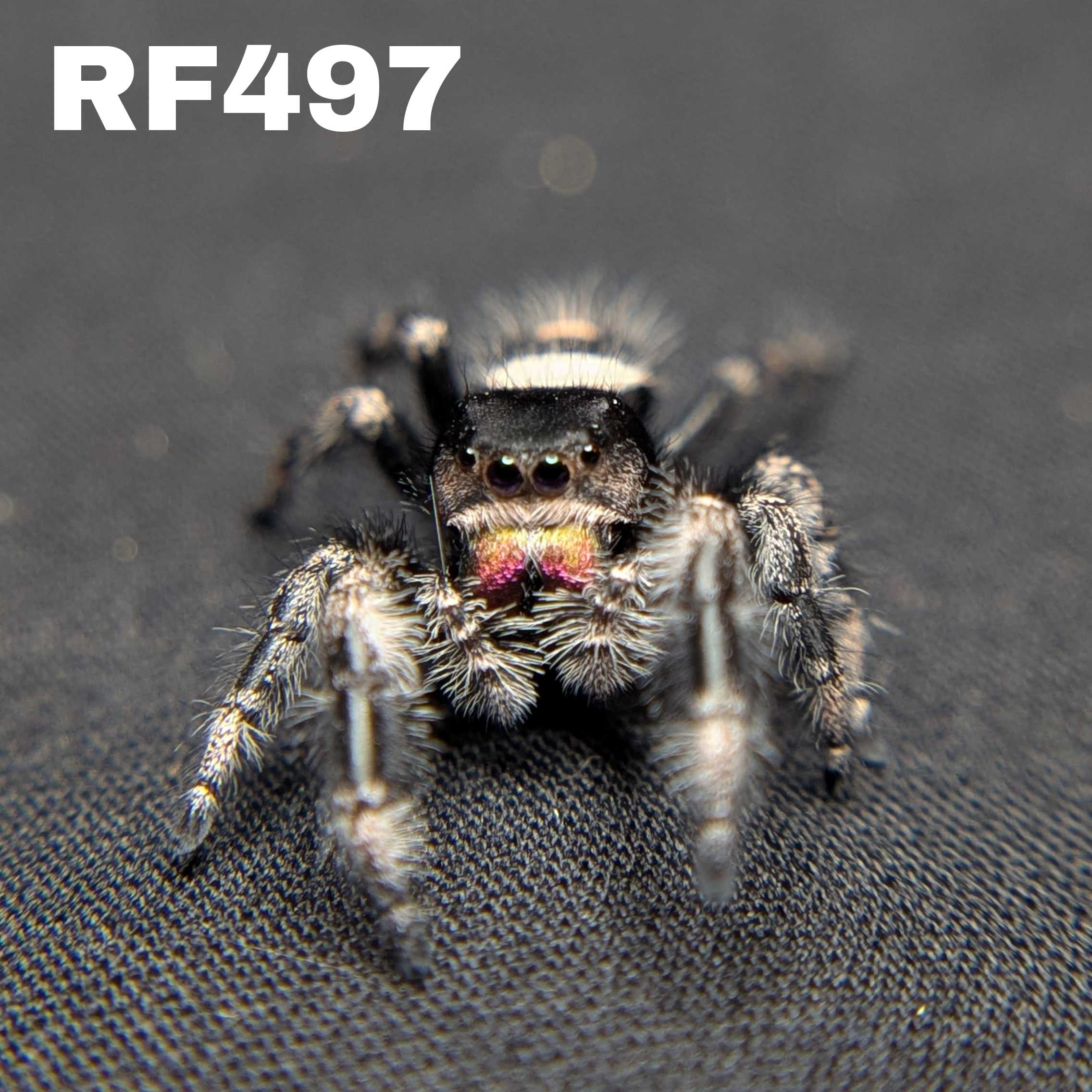 Regal Jumping Spider "Mystara"