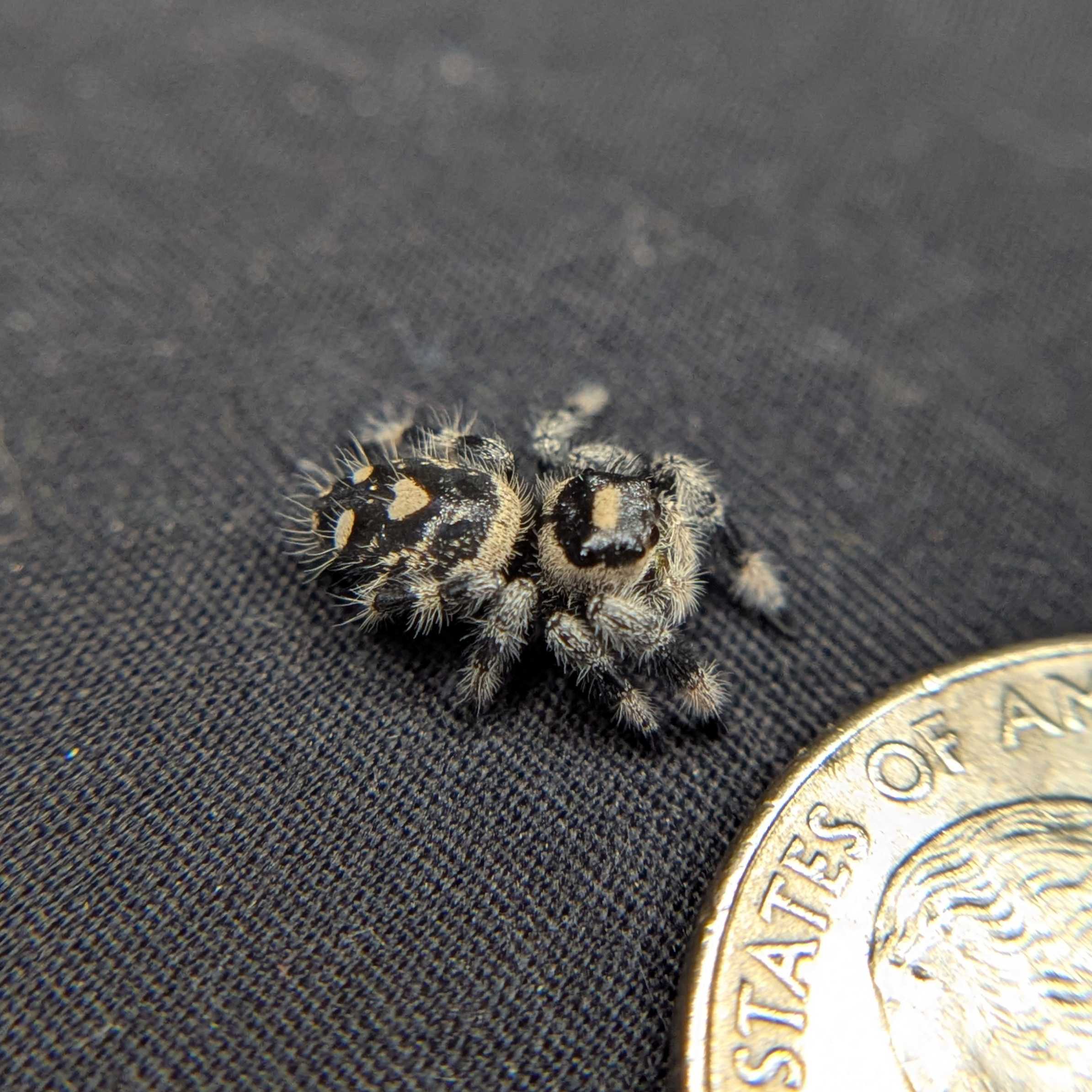 Regal Jumping Spider "Toasty"