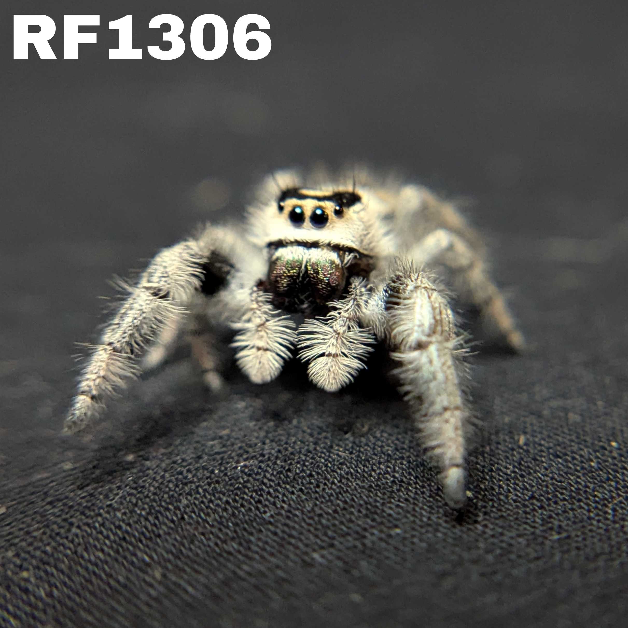Regal Jumping Spider "Amethyst"
