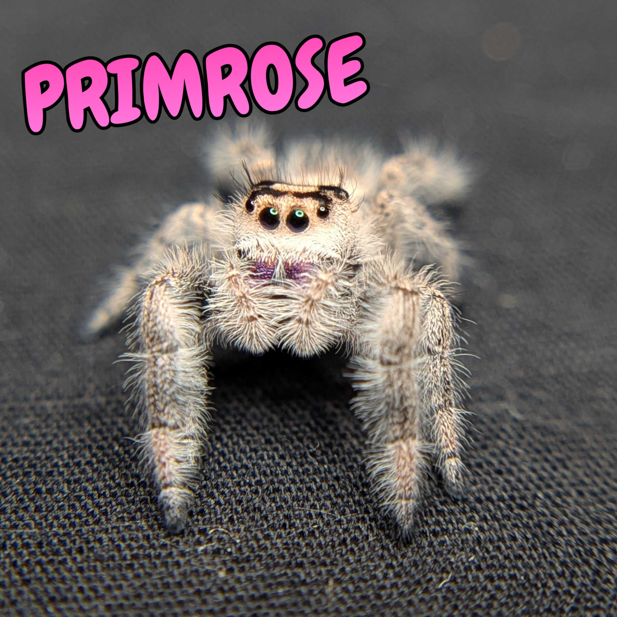 Regal Jumping Spider “Primrose”