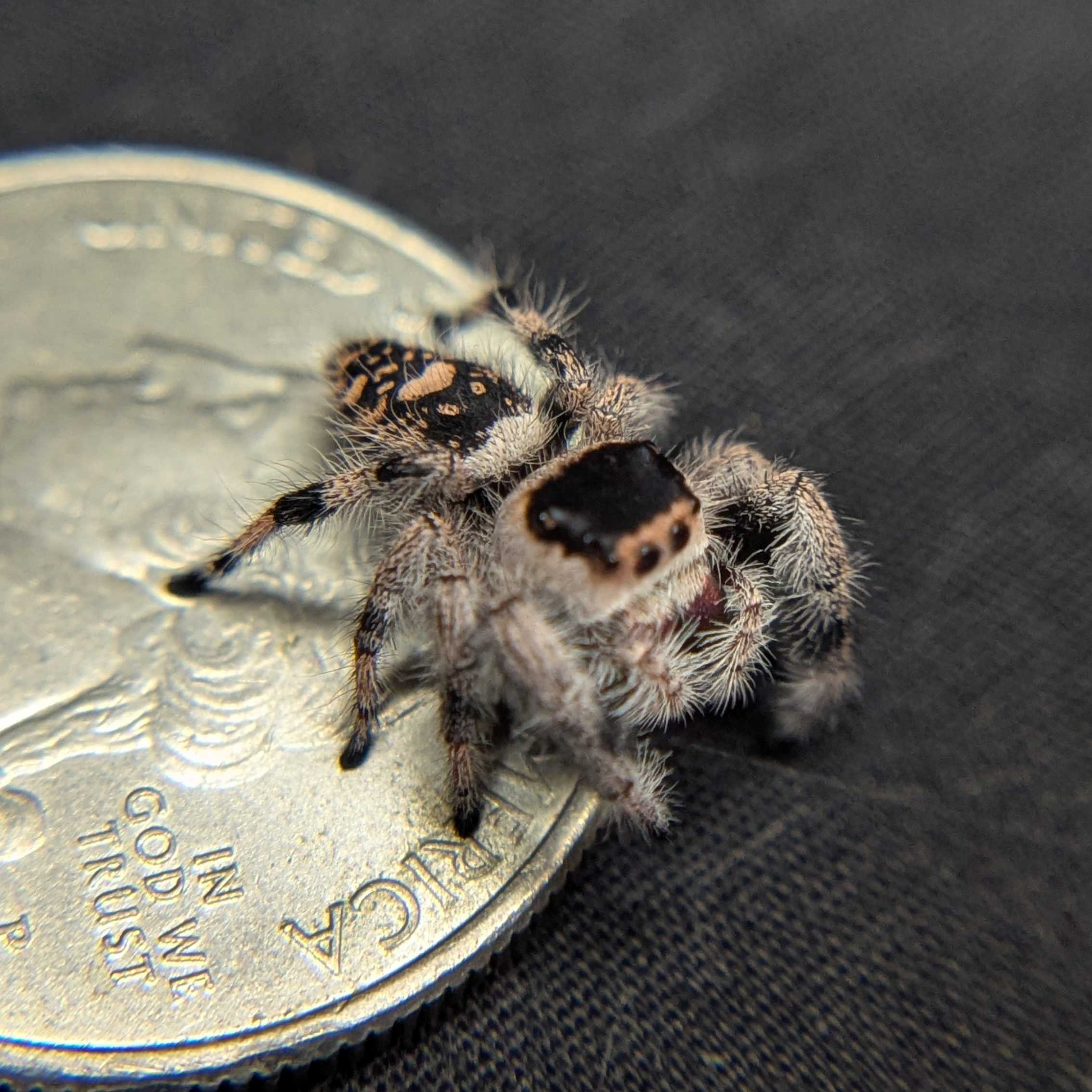 Regal Jumping Spider "Pomegranate"
