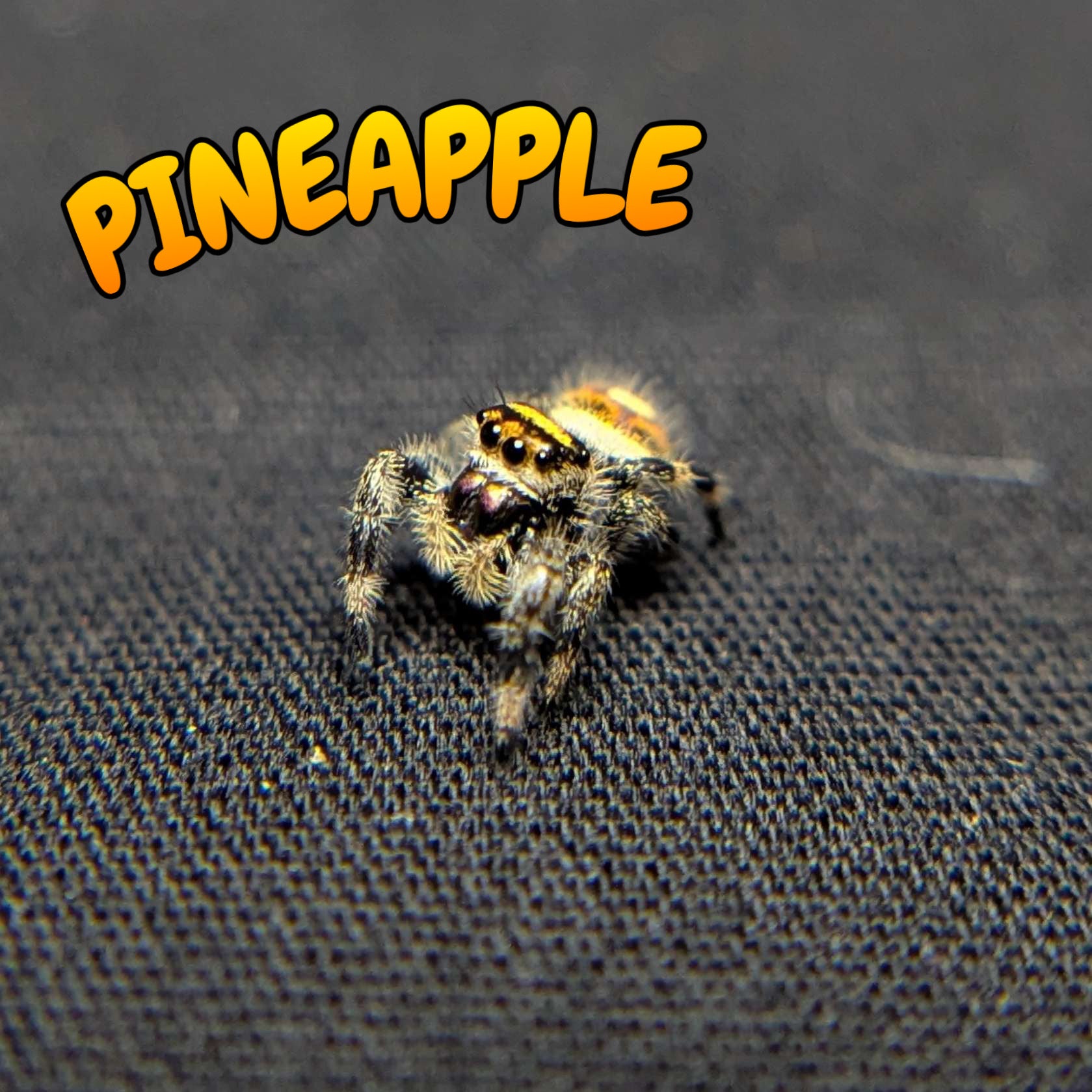 Regal Jumping Spider "Pineapple"