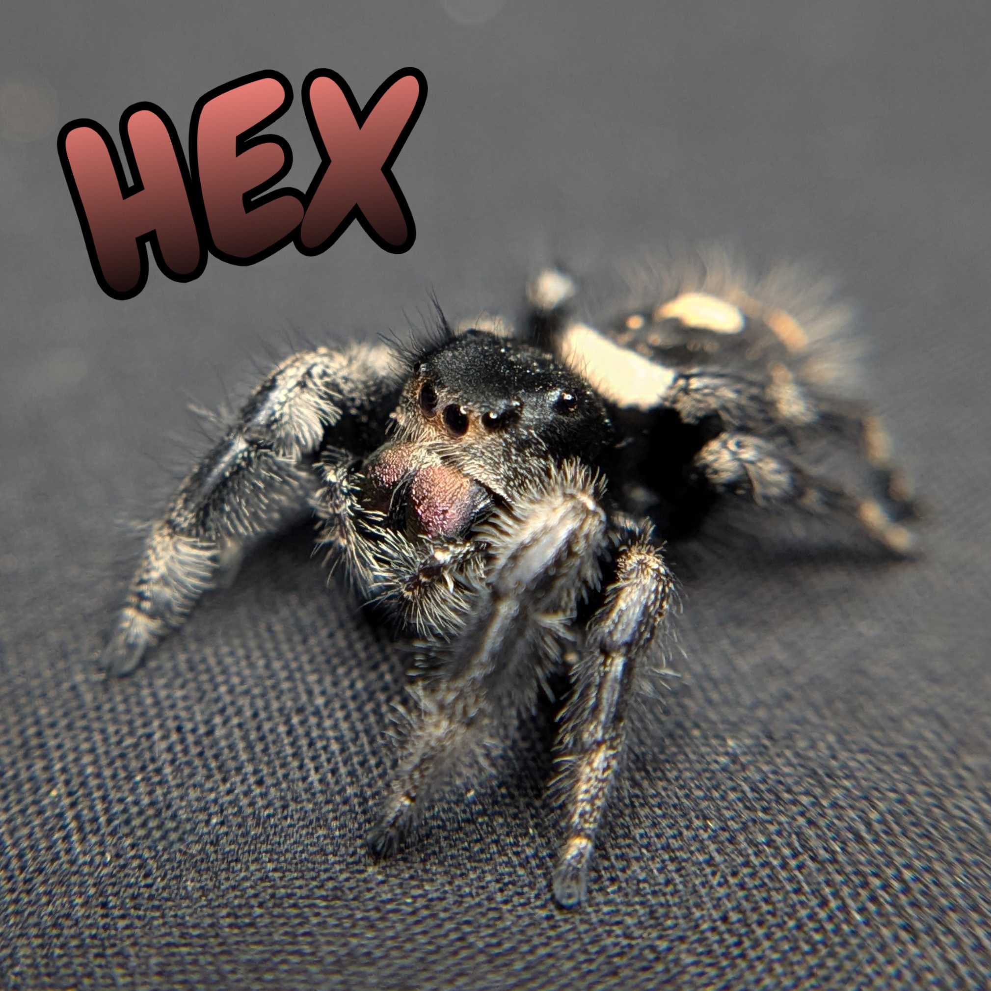Regal Jumping Spider "Hex"