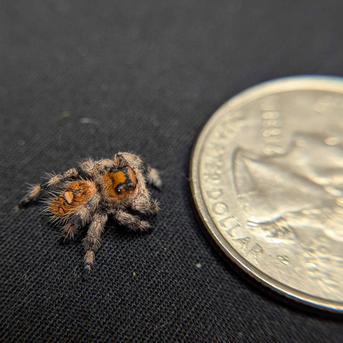 Regal Jumping Spider "Fireball"