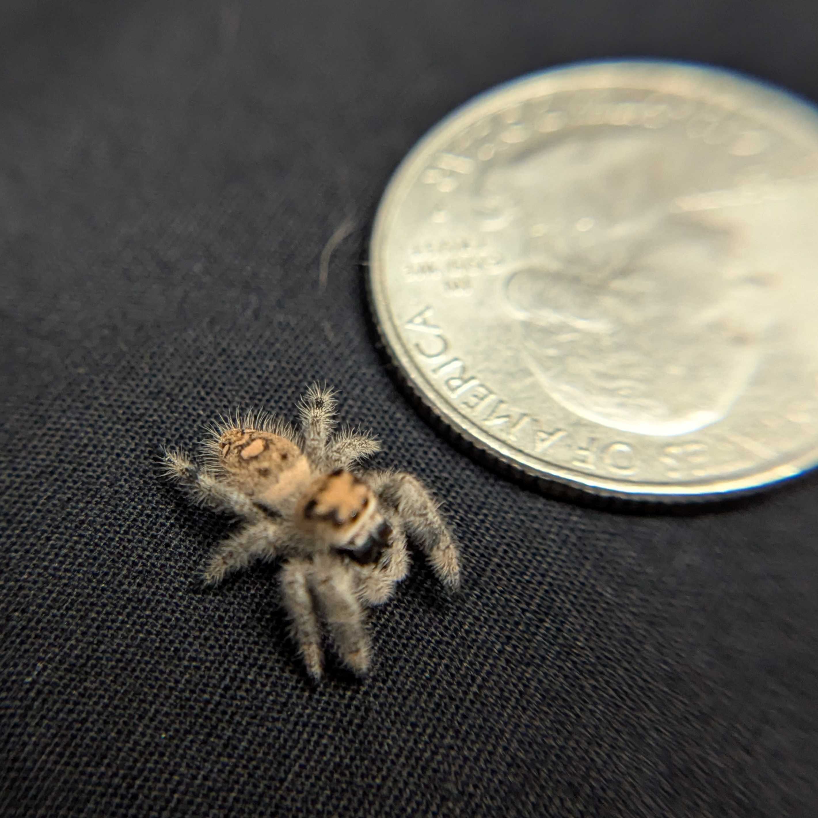 Regal Jumping Spider "Starlight"