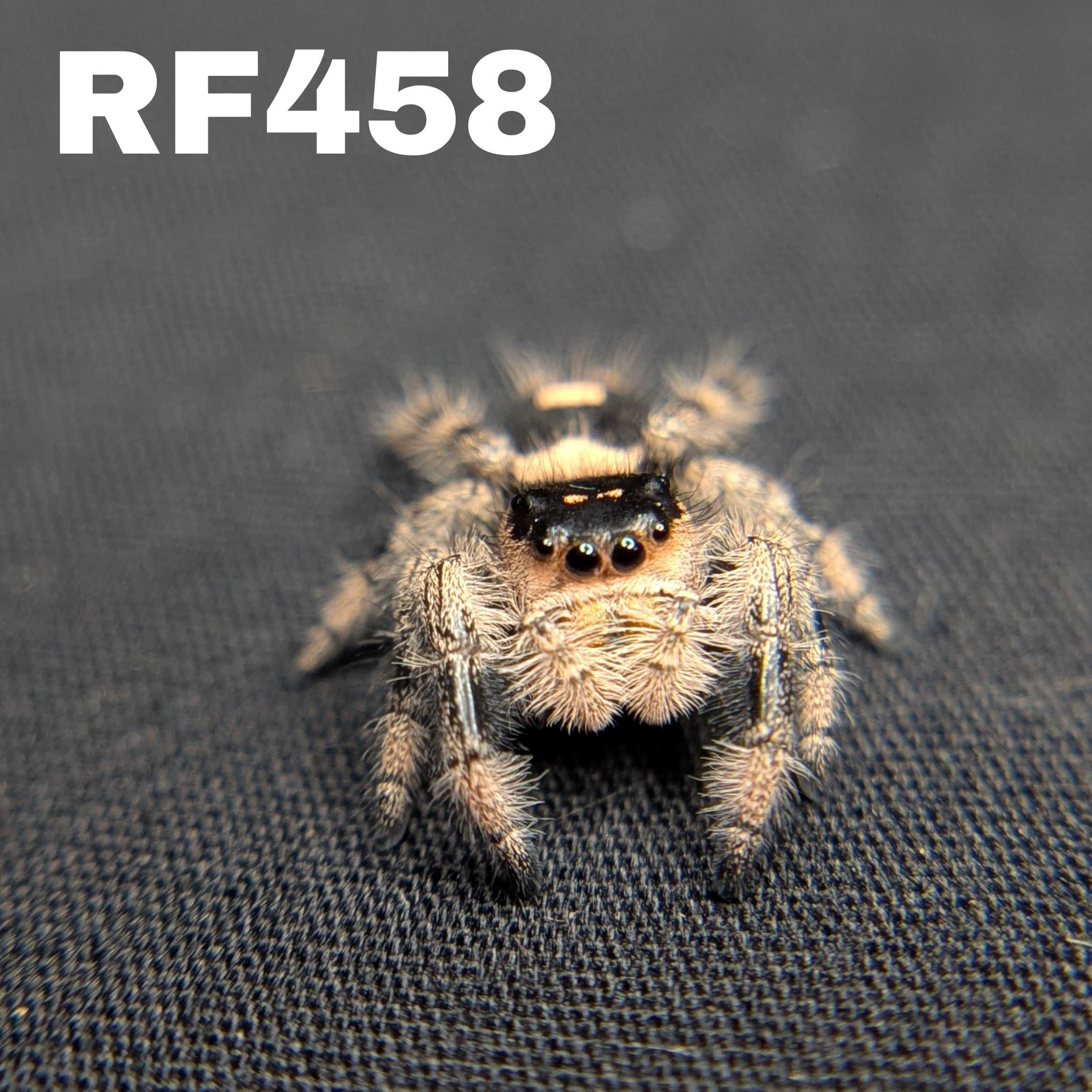 Regal Jumping Spider "Halloween"