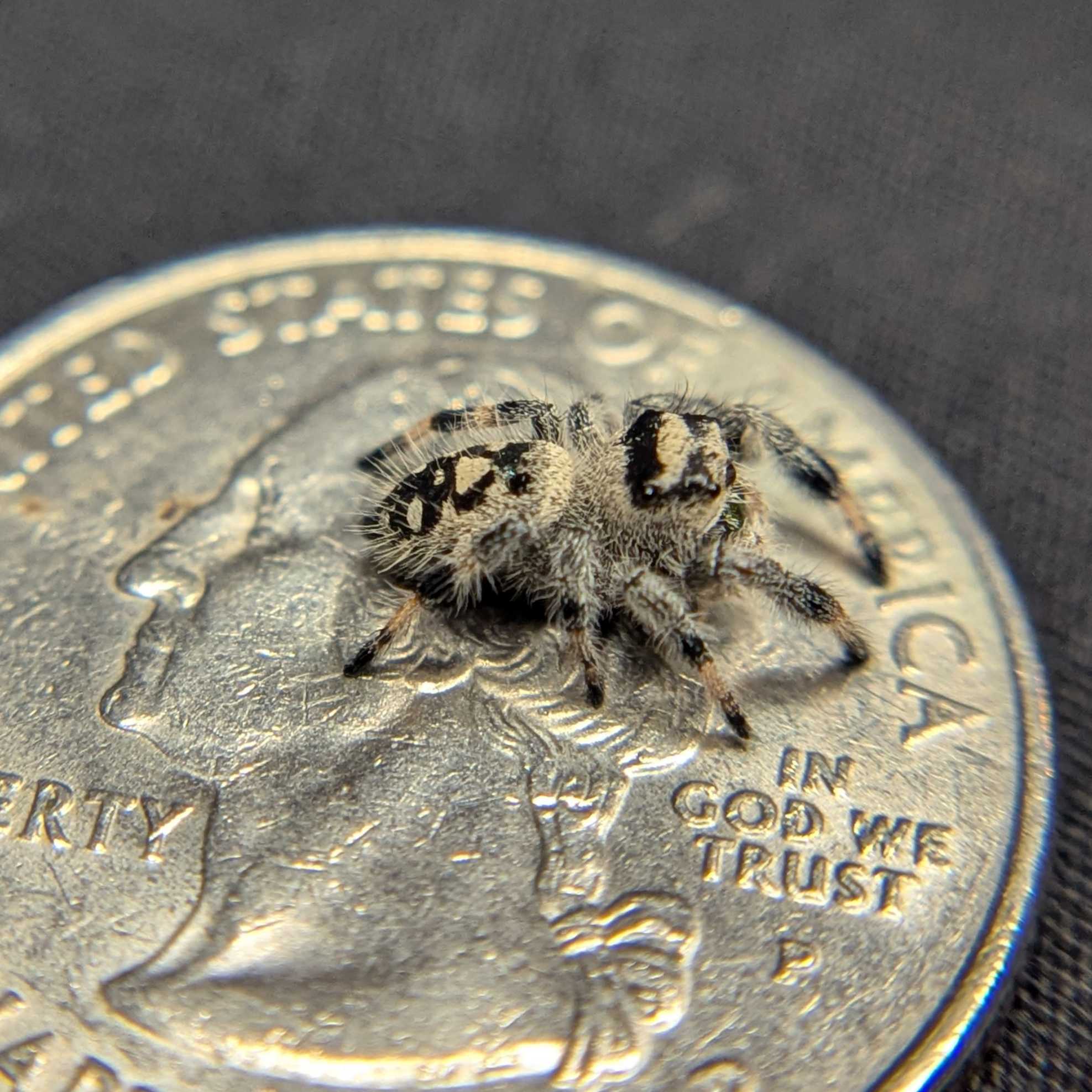 Regal Jumping Spider "Maple"