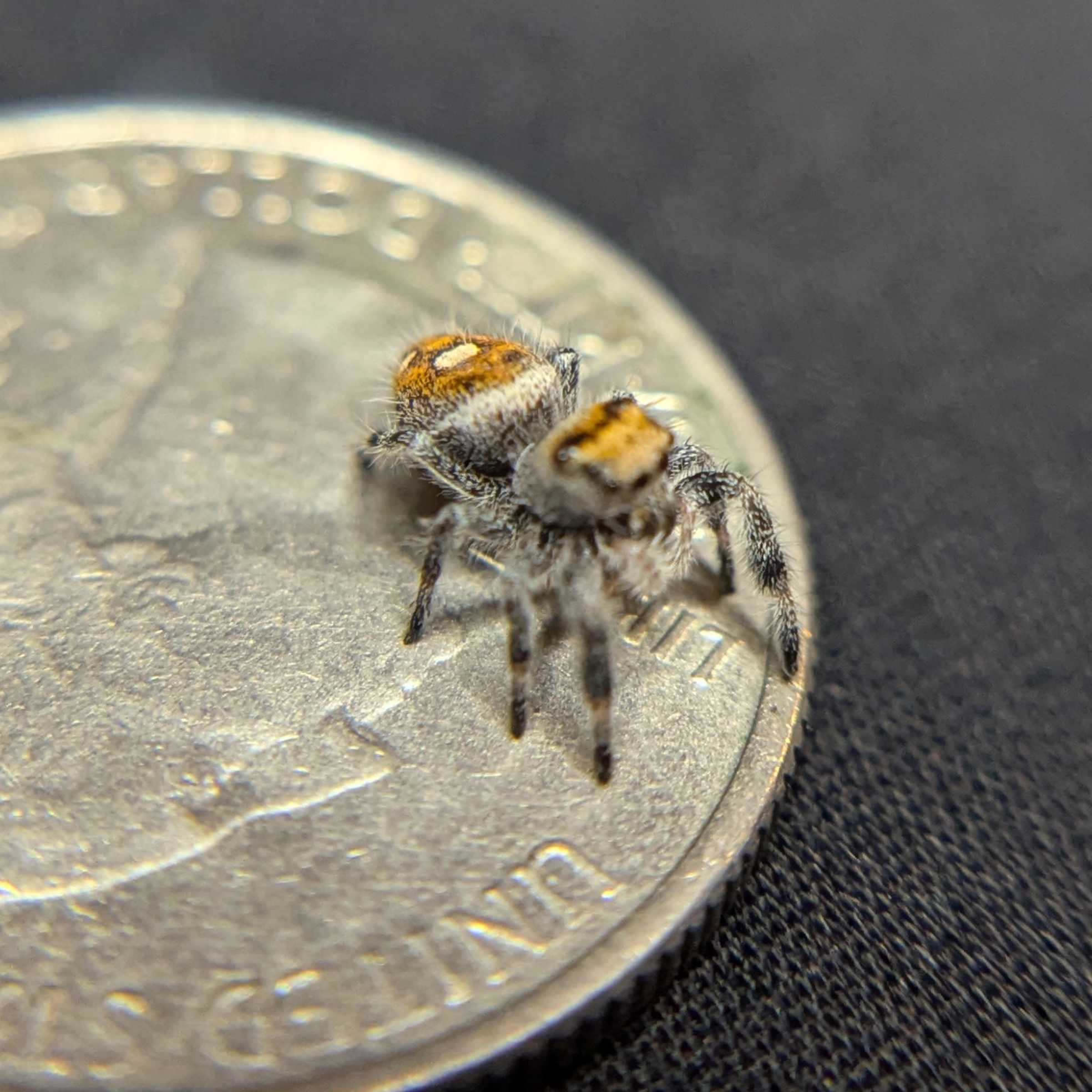 Regal Jumping Spider “Melon”