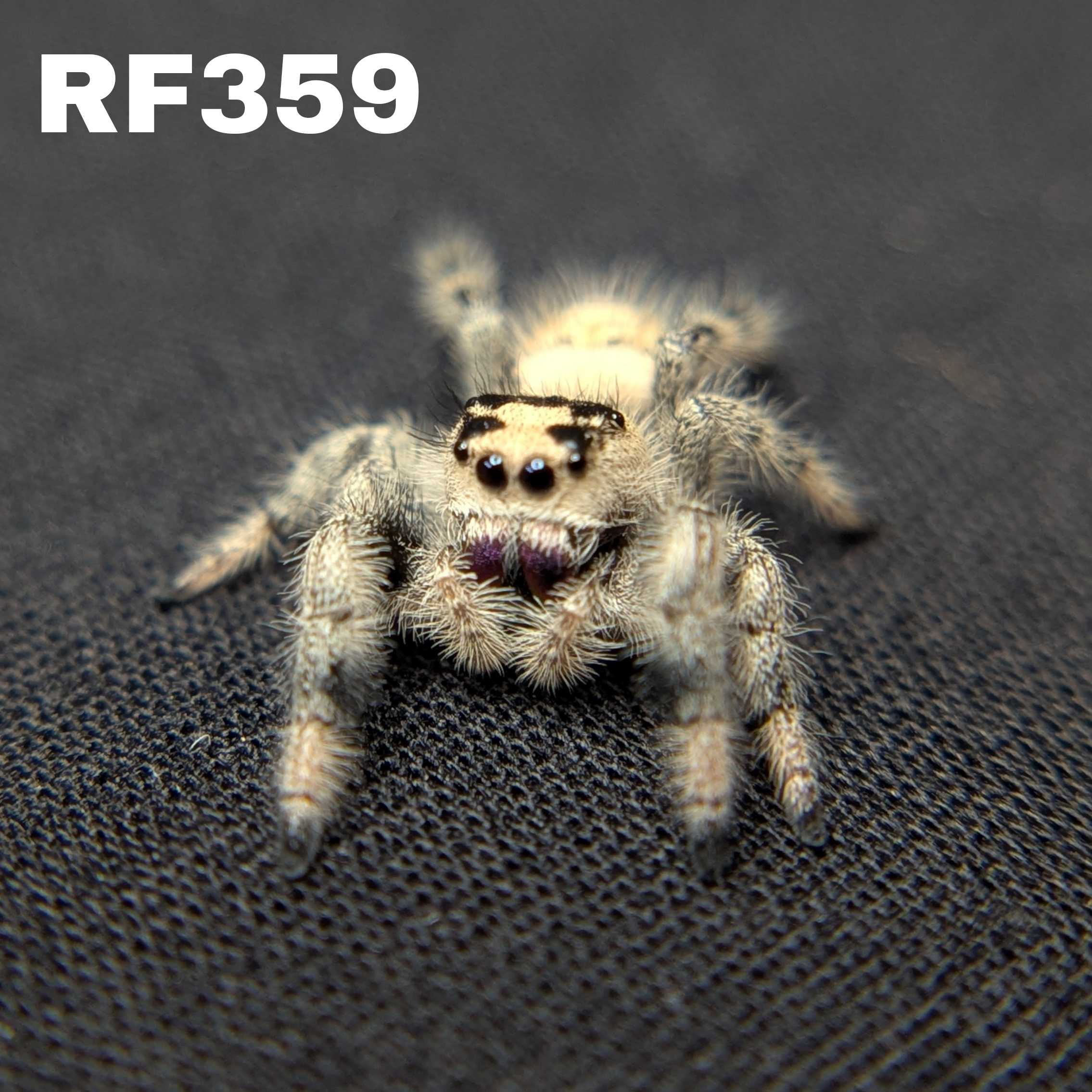 Regal Jumping Spider "Sugarplum"