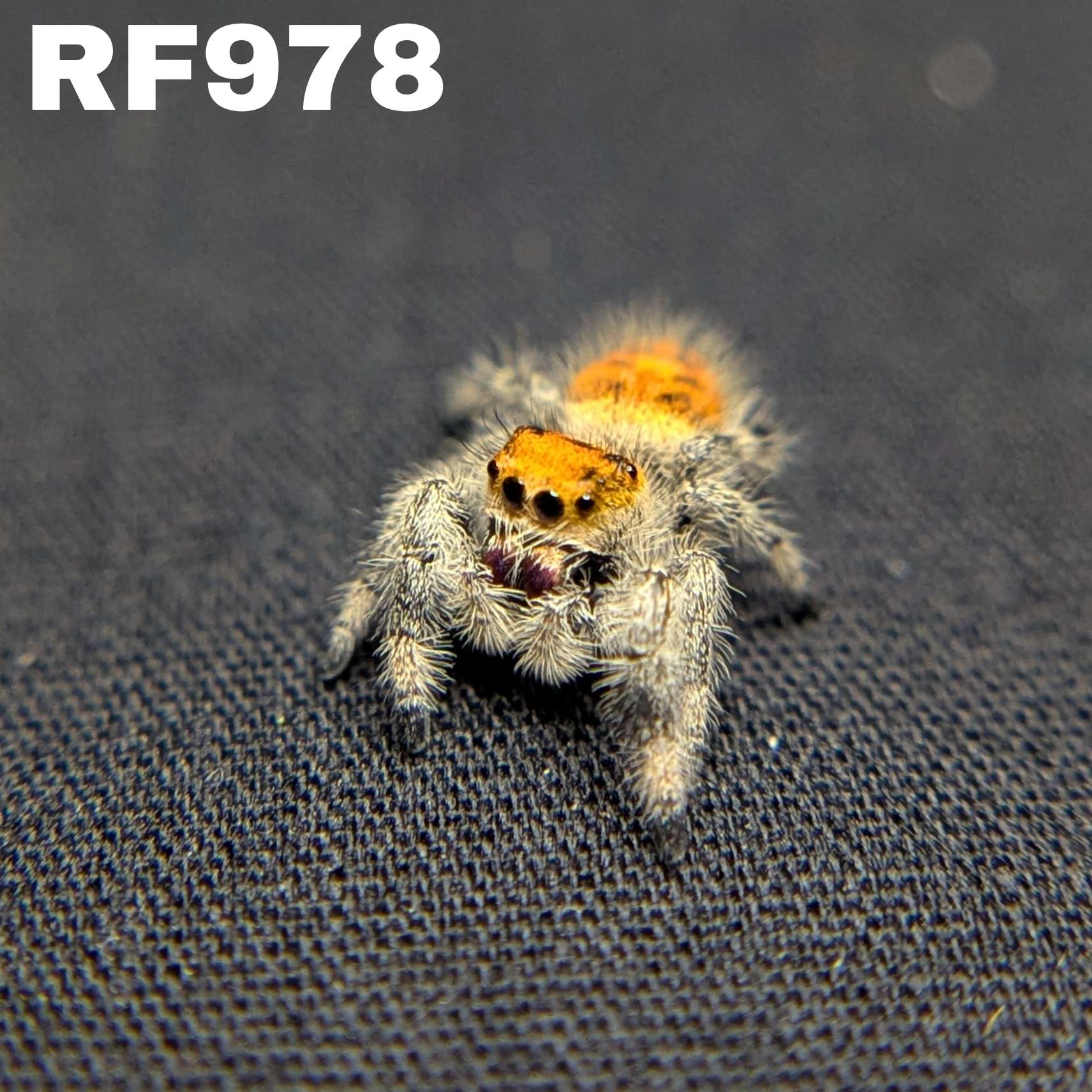 Regal Jumping Spider "Blaze"