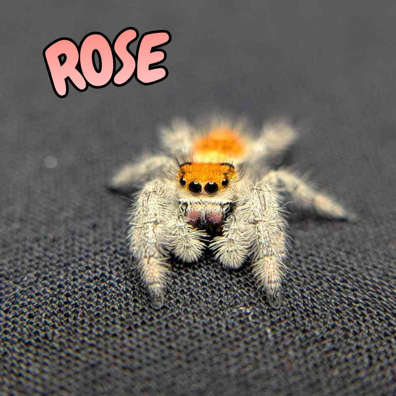 Regal Jumping Spider "Rose"
