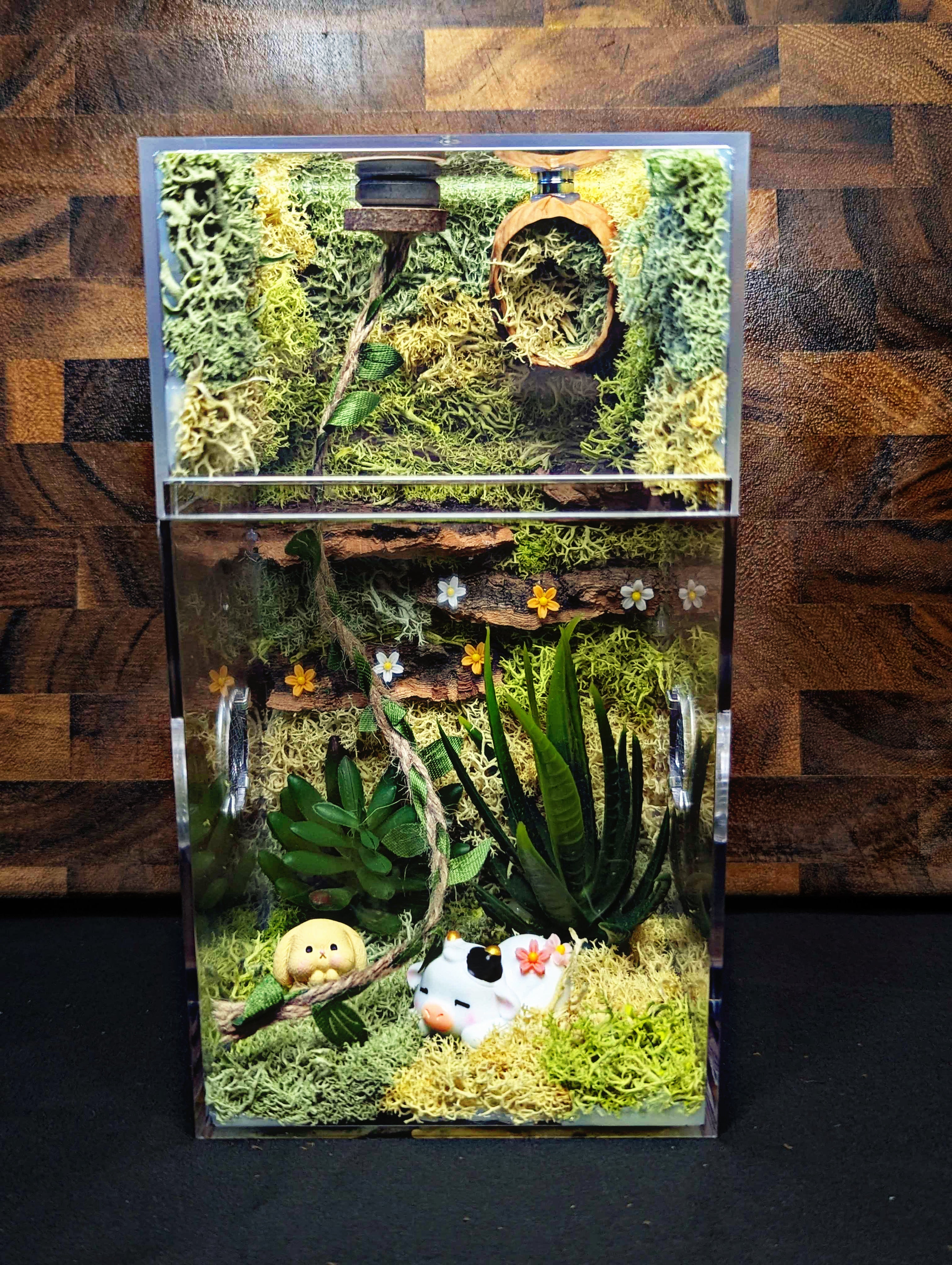 Custom Jumping Spider Enclosure