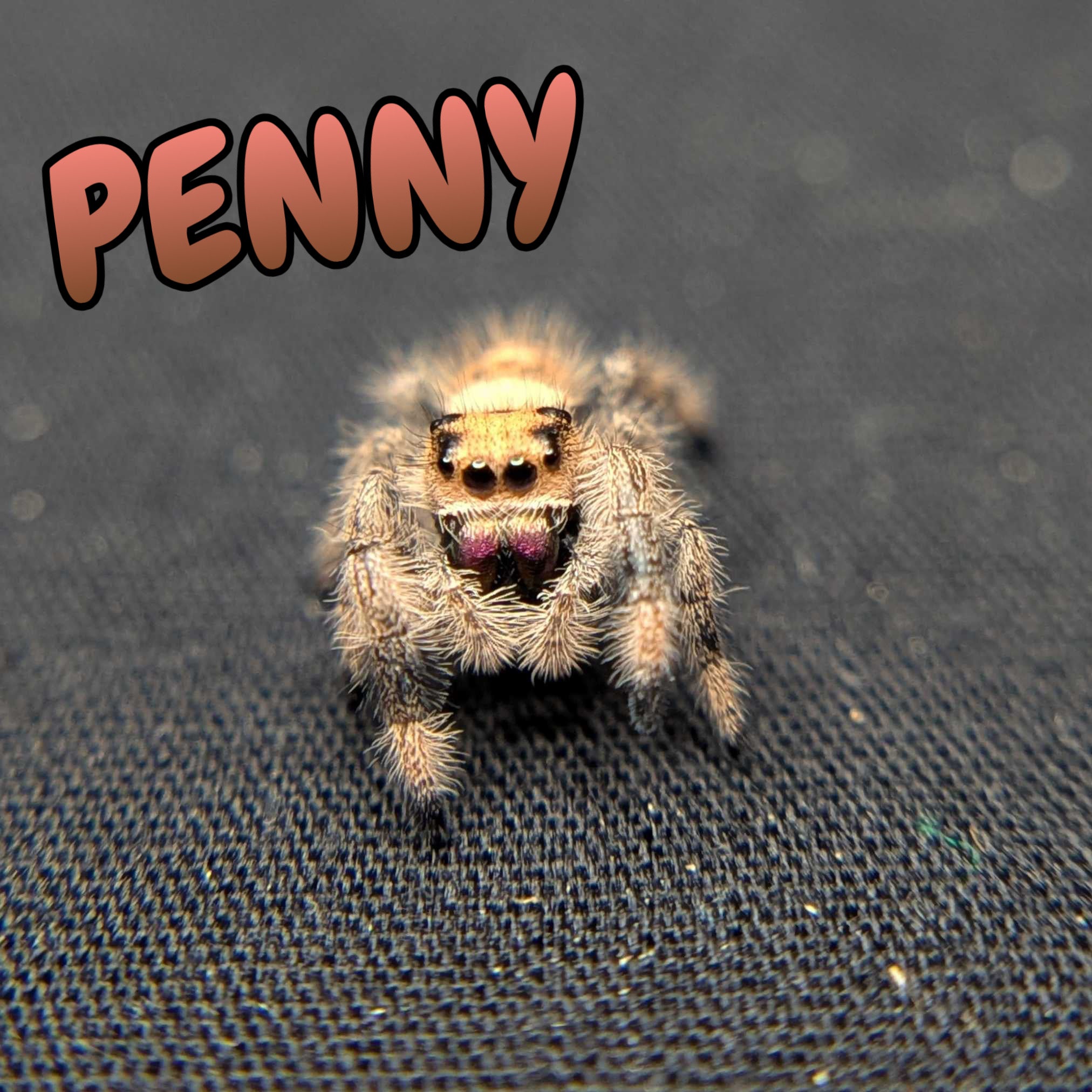 Regal Jumping Spider “Penny”