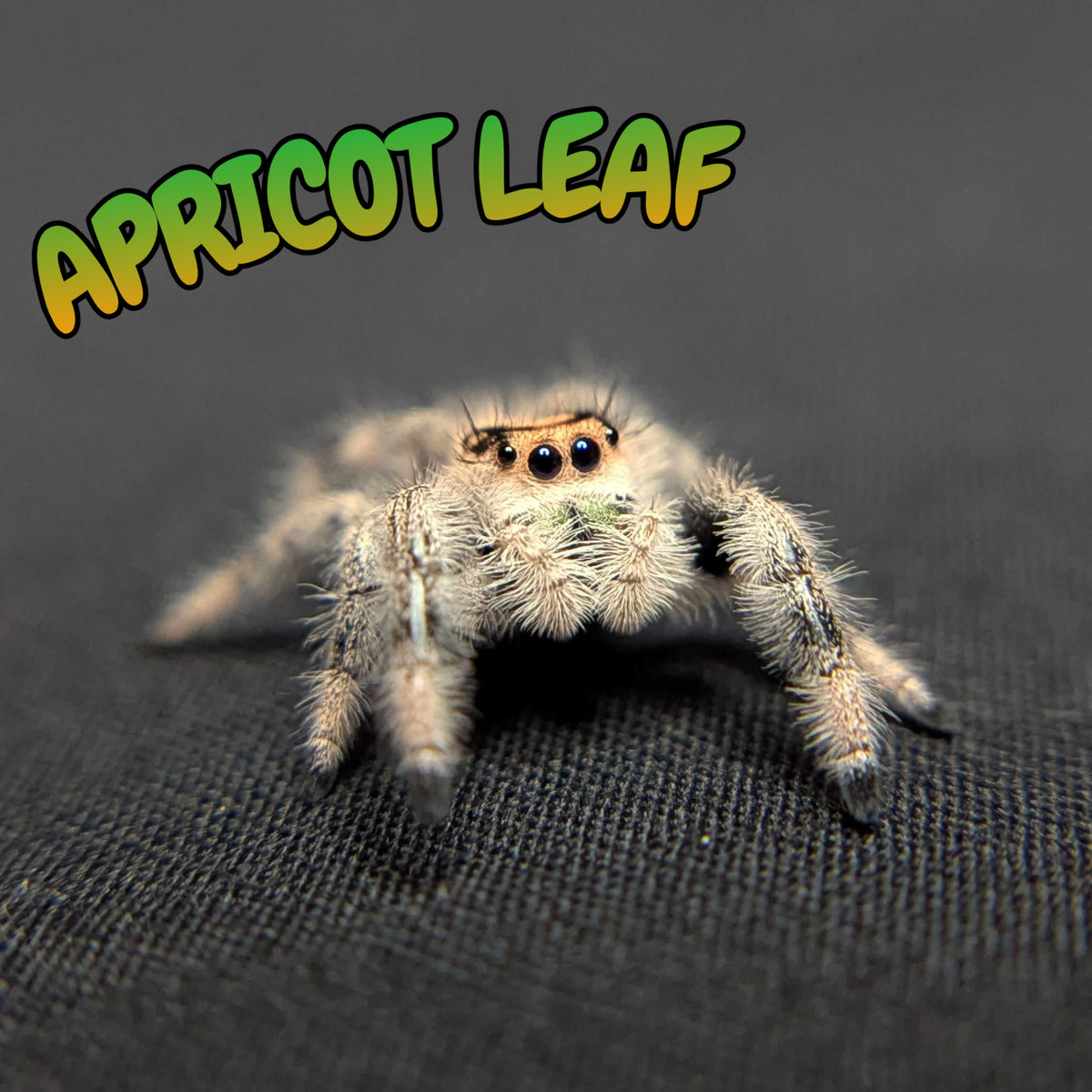 Regal Jumping Spider “Apricot Leaf”