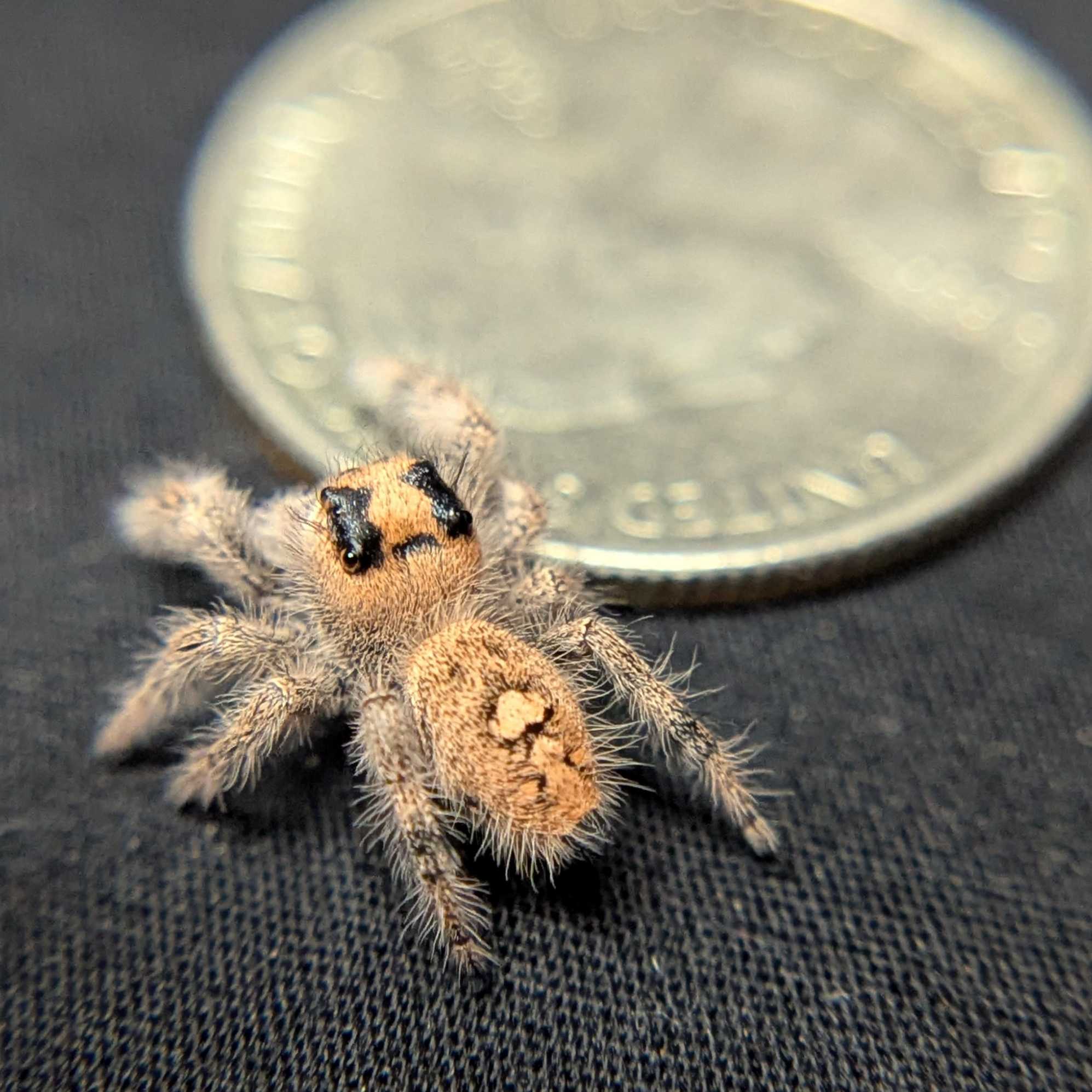 Regal Jumping Spider "Sloane"