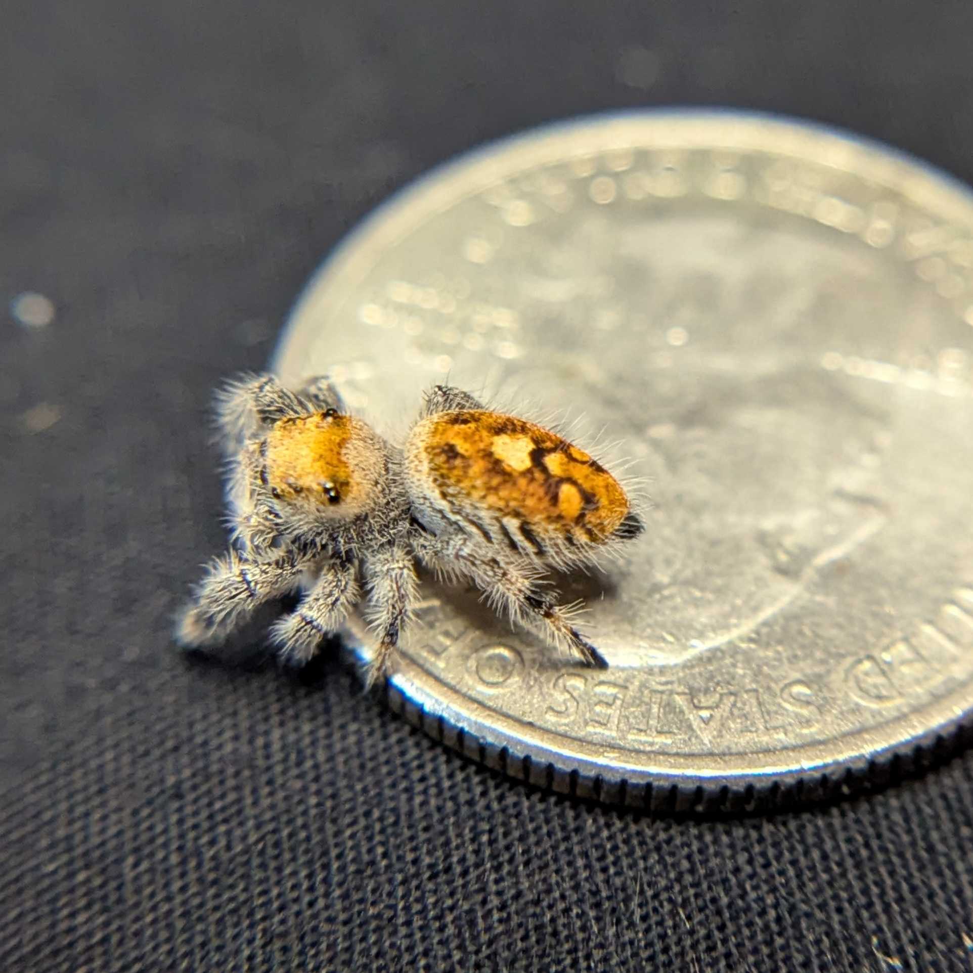 Regal Jumping Spider "Pumpkin Pie"