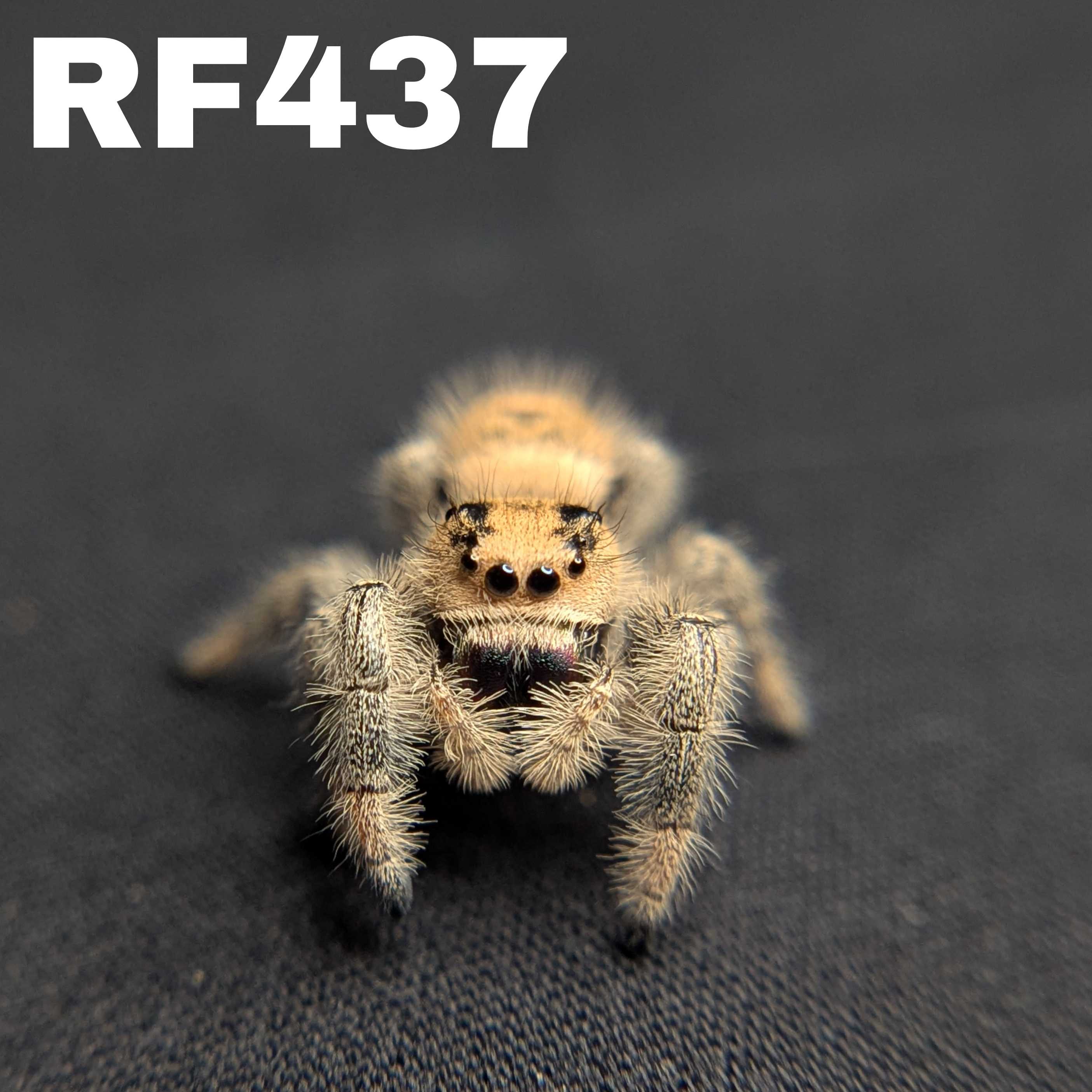 Regal Jumping Spider "Sahara"