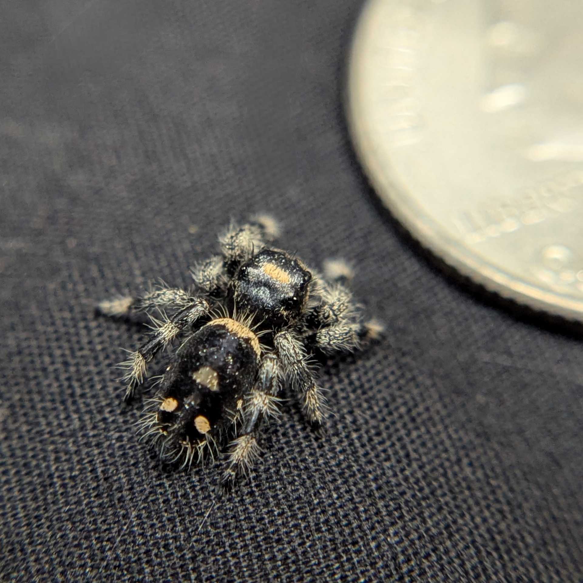 Regal Jumping Spider "Pluto"