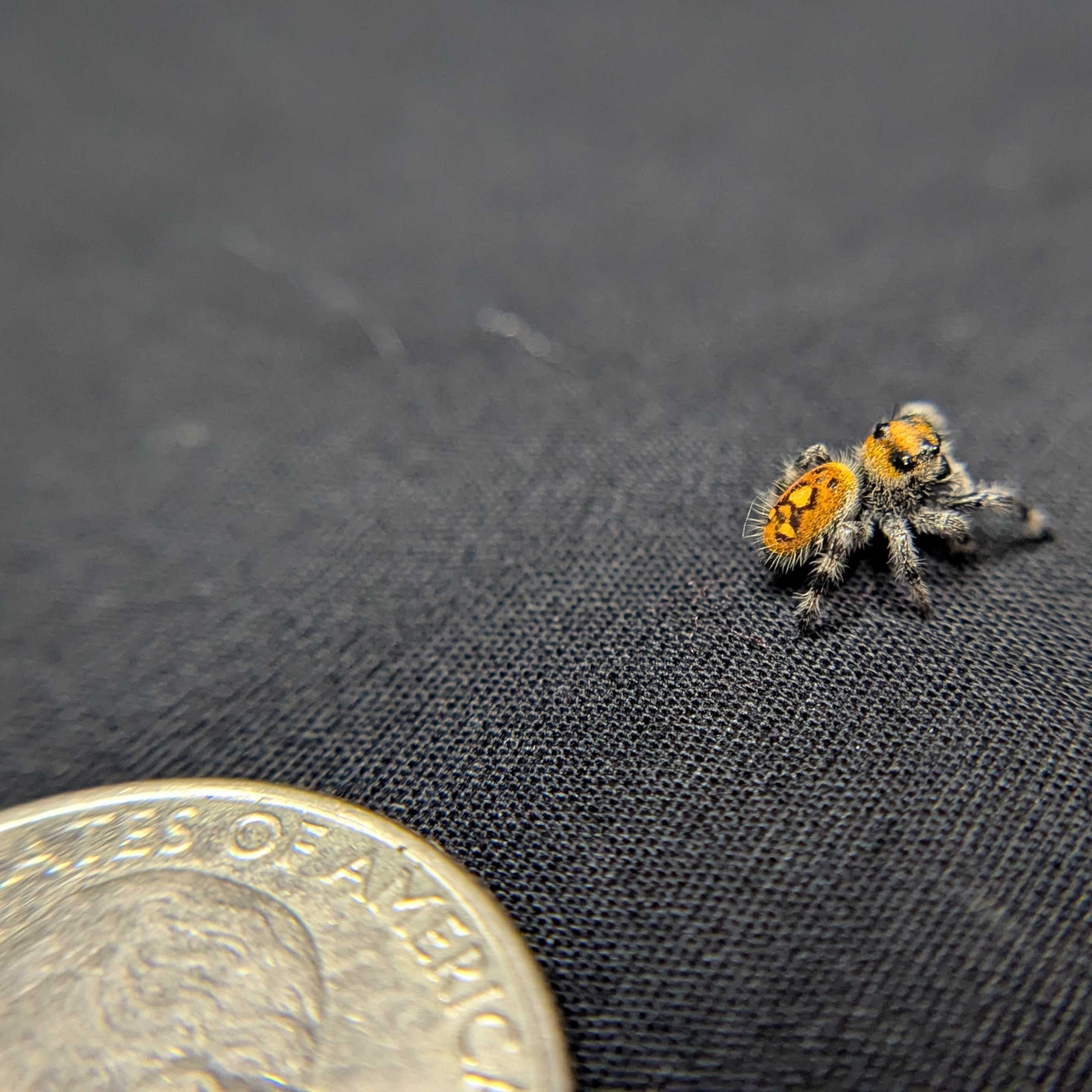 Regal Jumping Spider "Clementine"