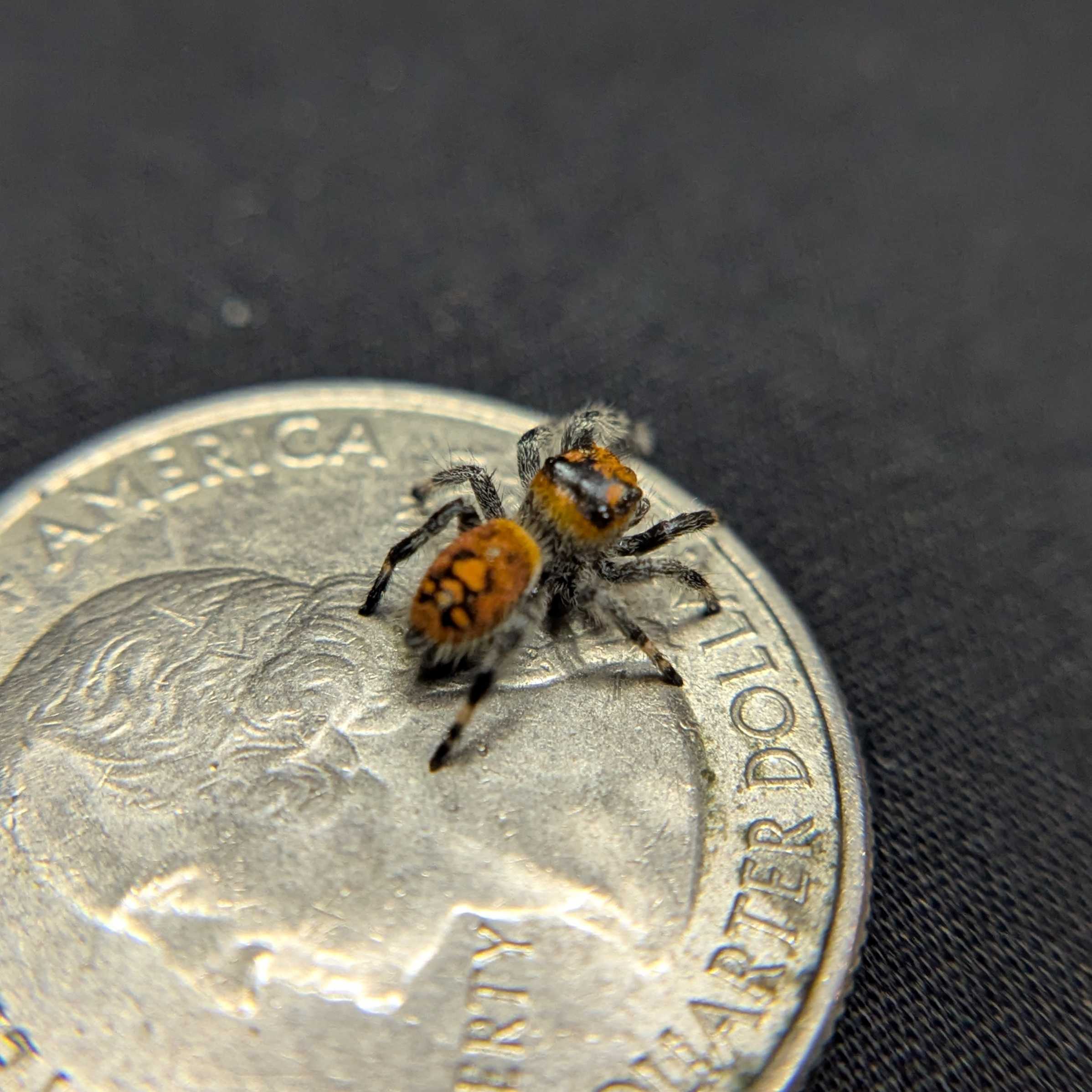Regal Jumping Spider "Tiger"