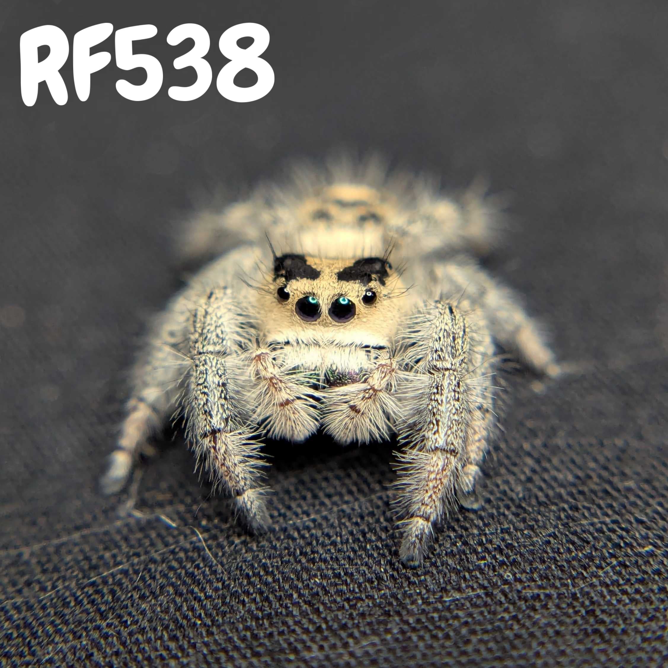 Regal Jumping Spider “Melon”