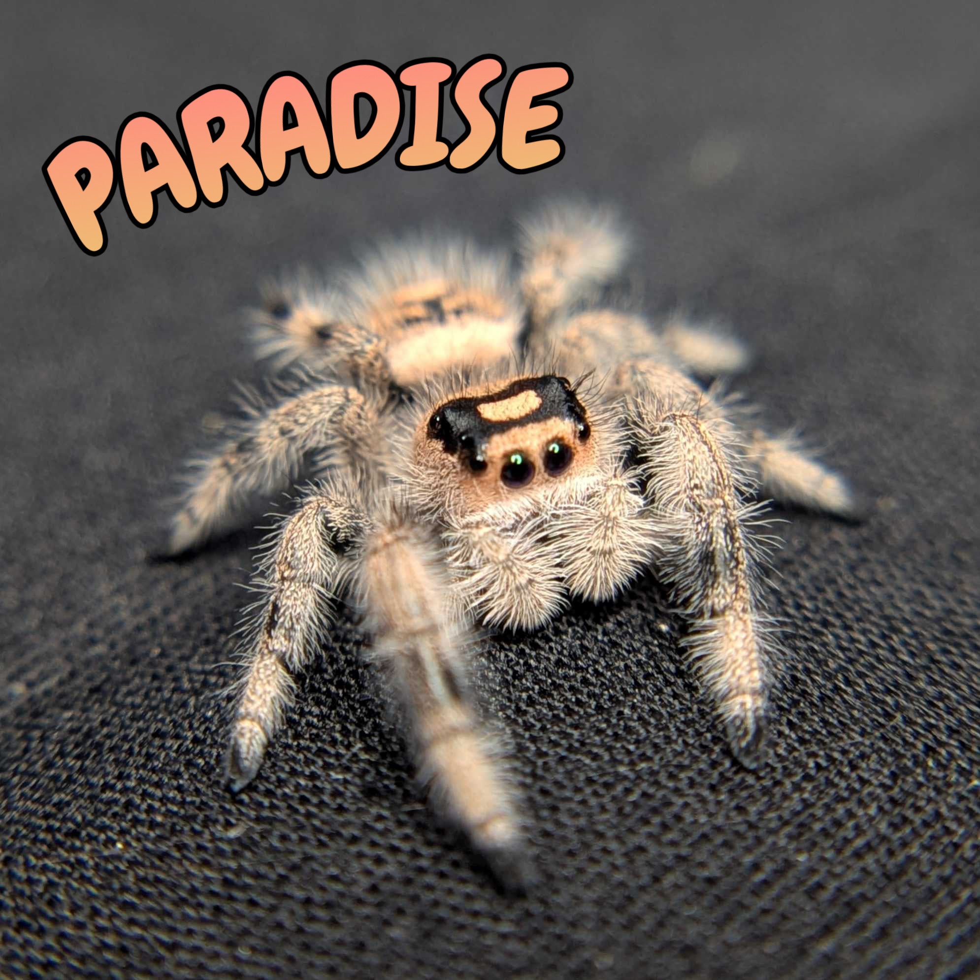 Regal Jumping Spider "Paradise"