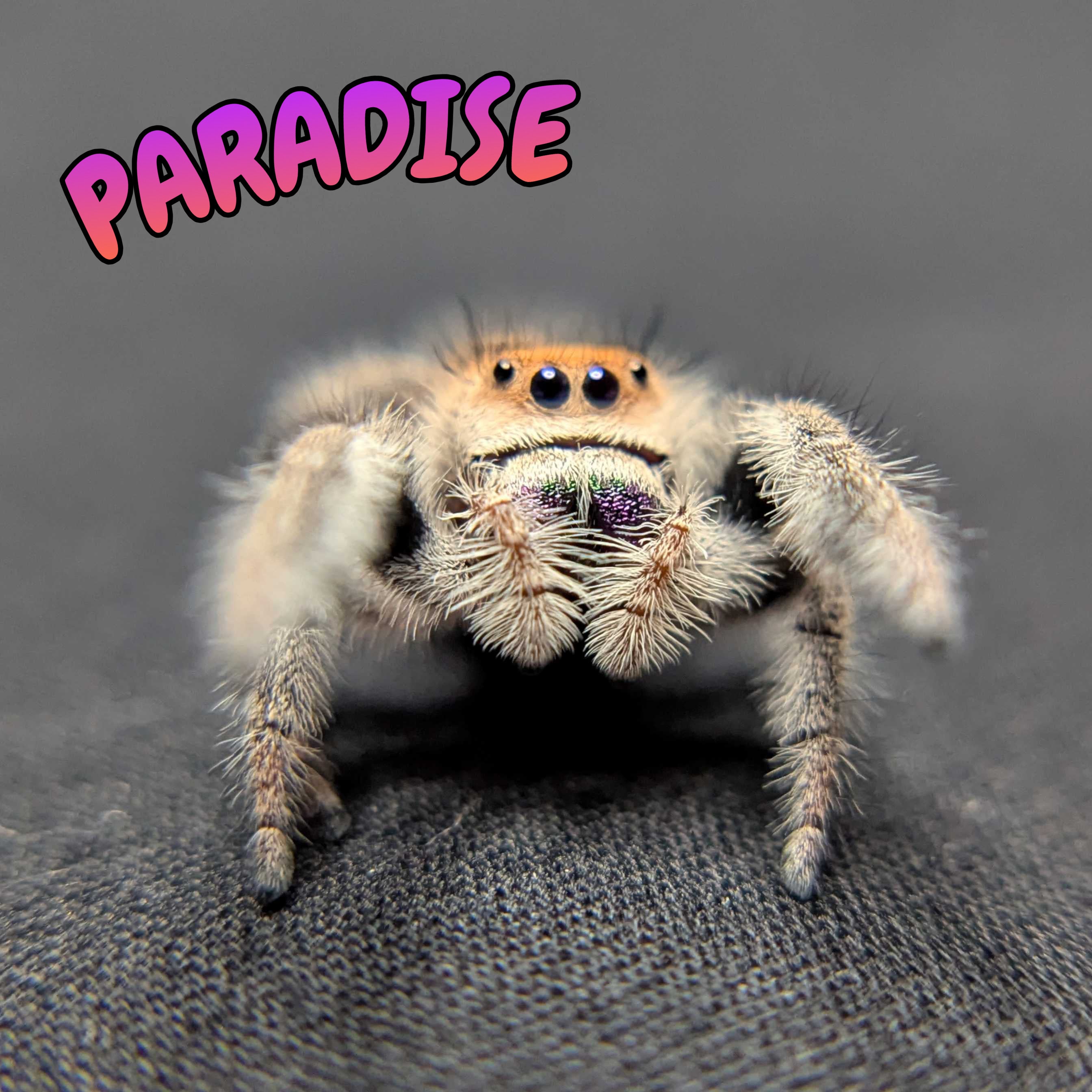 Regal Jumping Spider "Paradise"