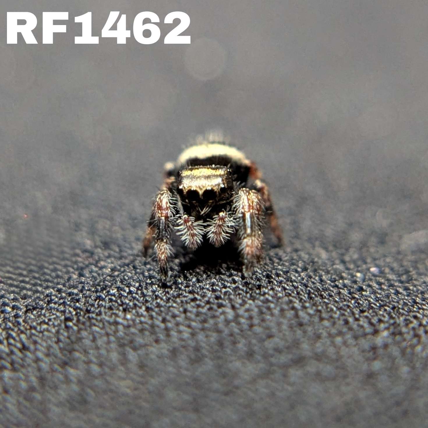Regal Jumping Spider “Duskwillow”