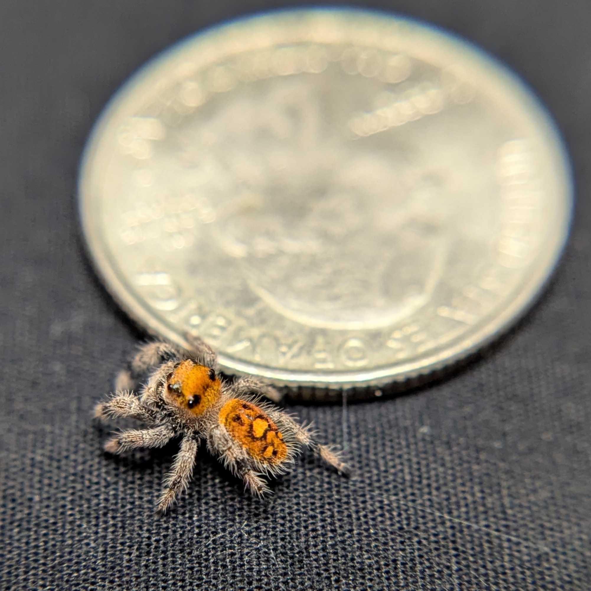 Regal Jumping Spider "Dreamcicle"