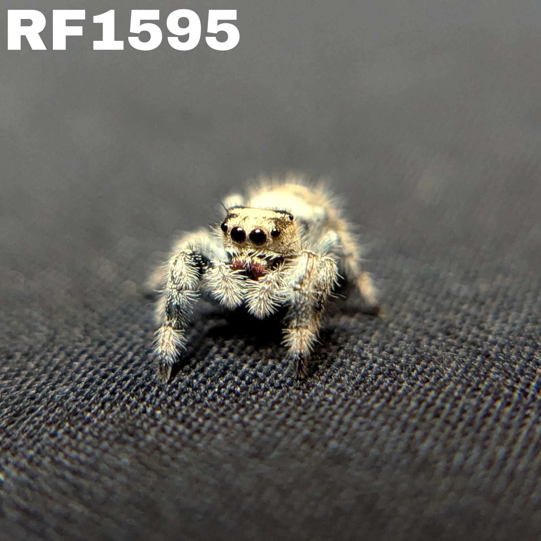 Regal Jumping Spider "North"