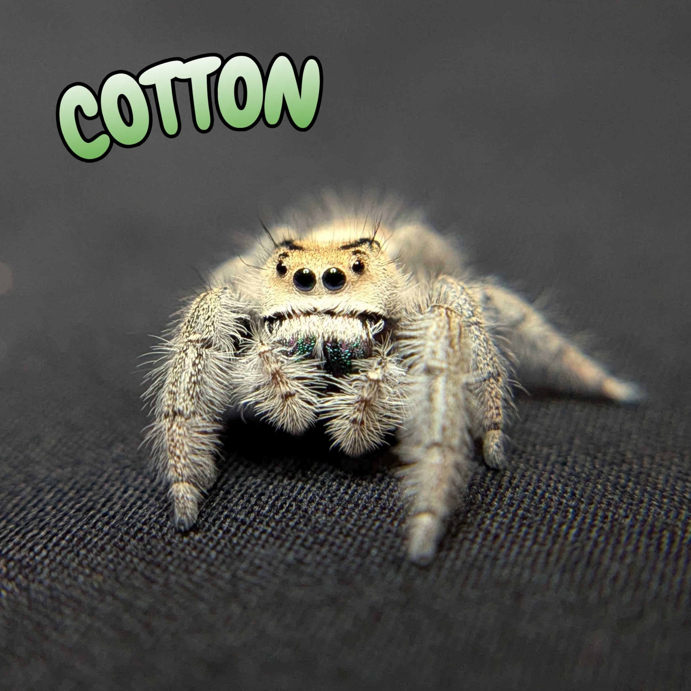 Regal Jumping Spider "Cotton"