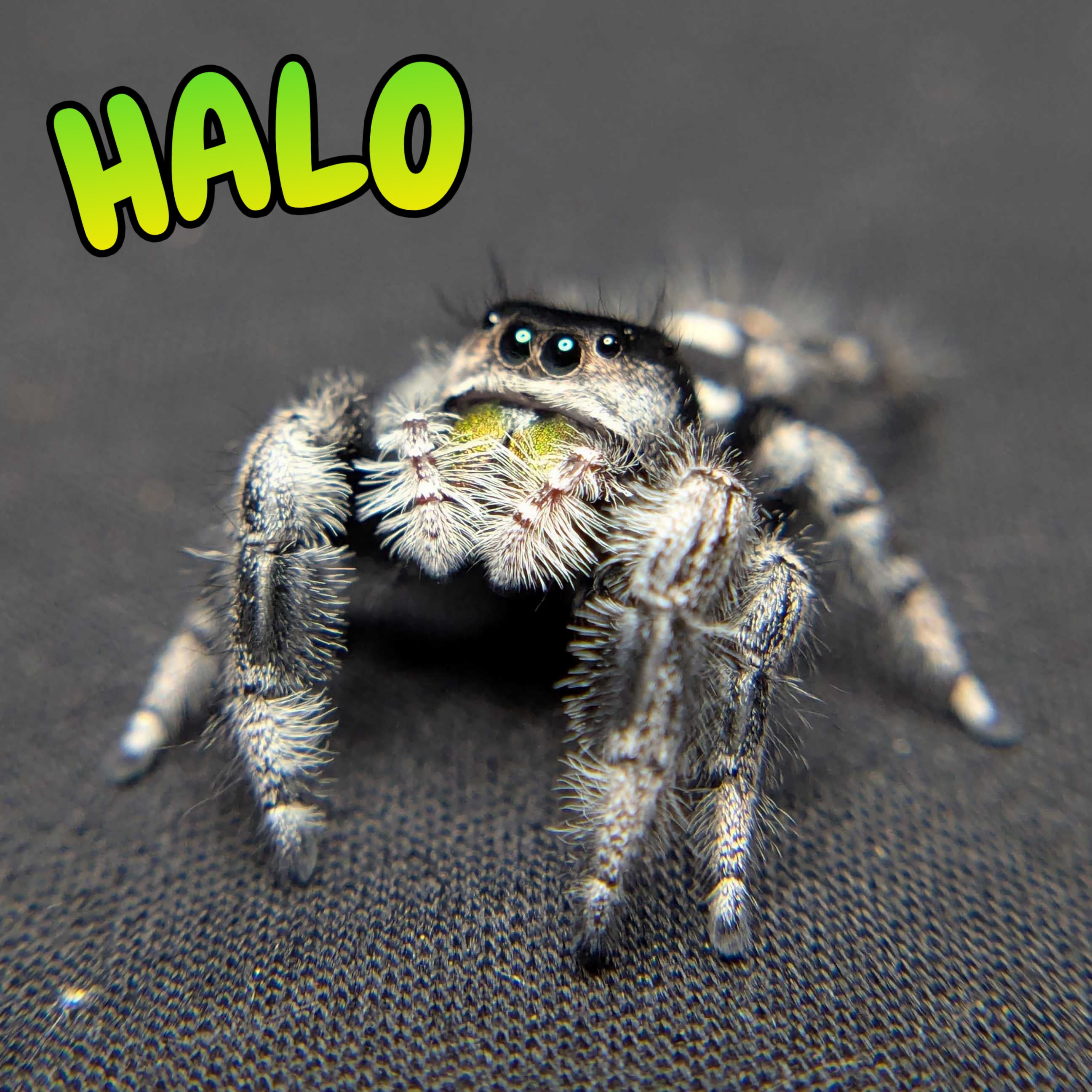 Regal Jumping Spider "Halo"