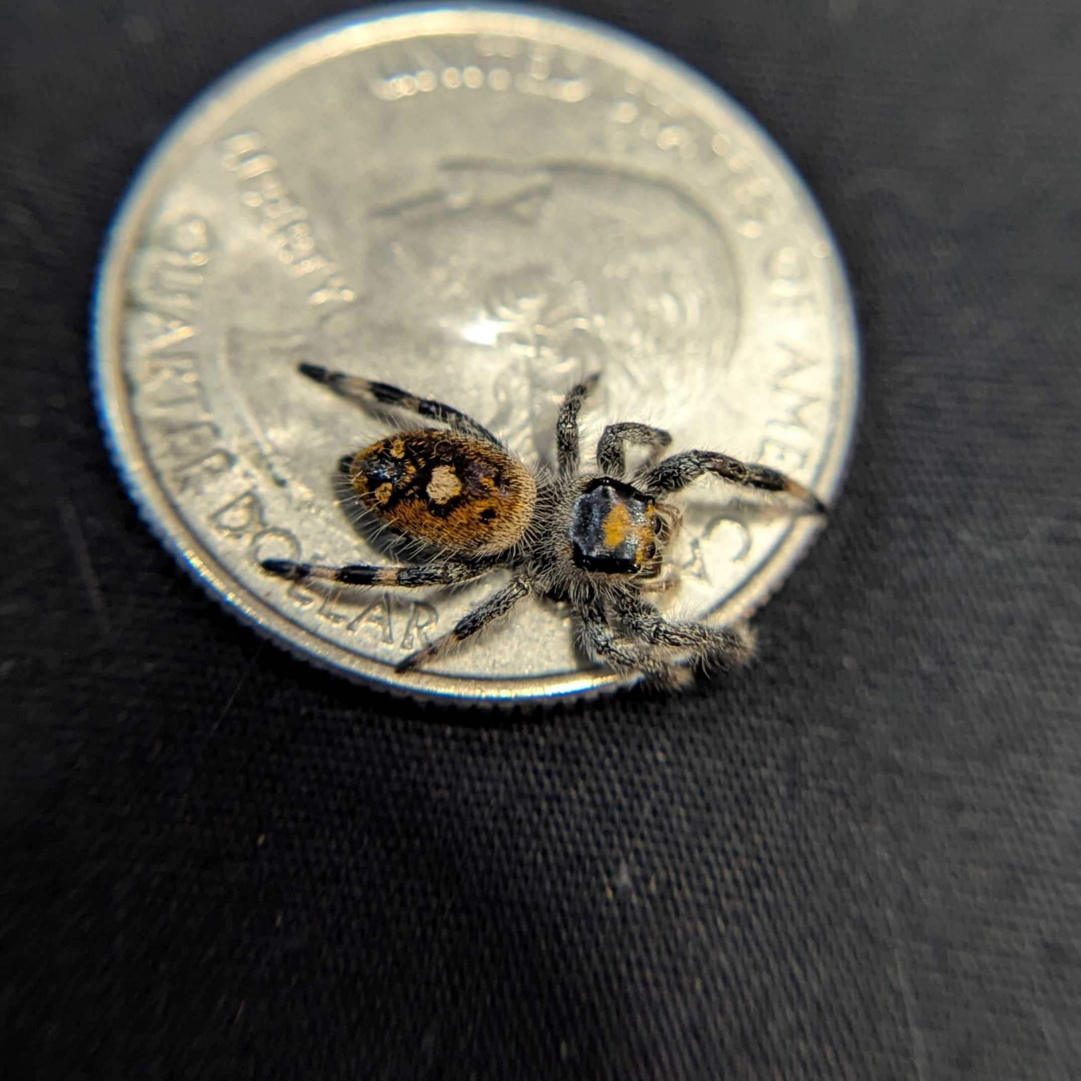 Regal Jumping Spider “Aurora”