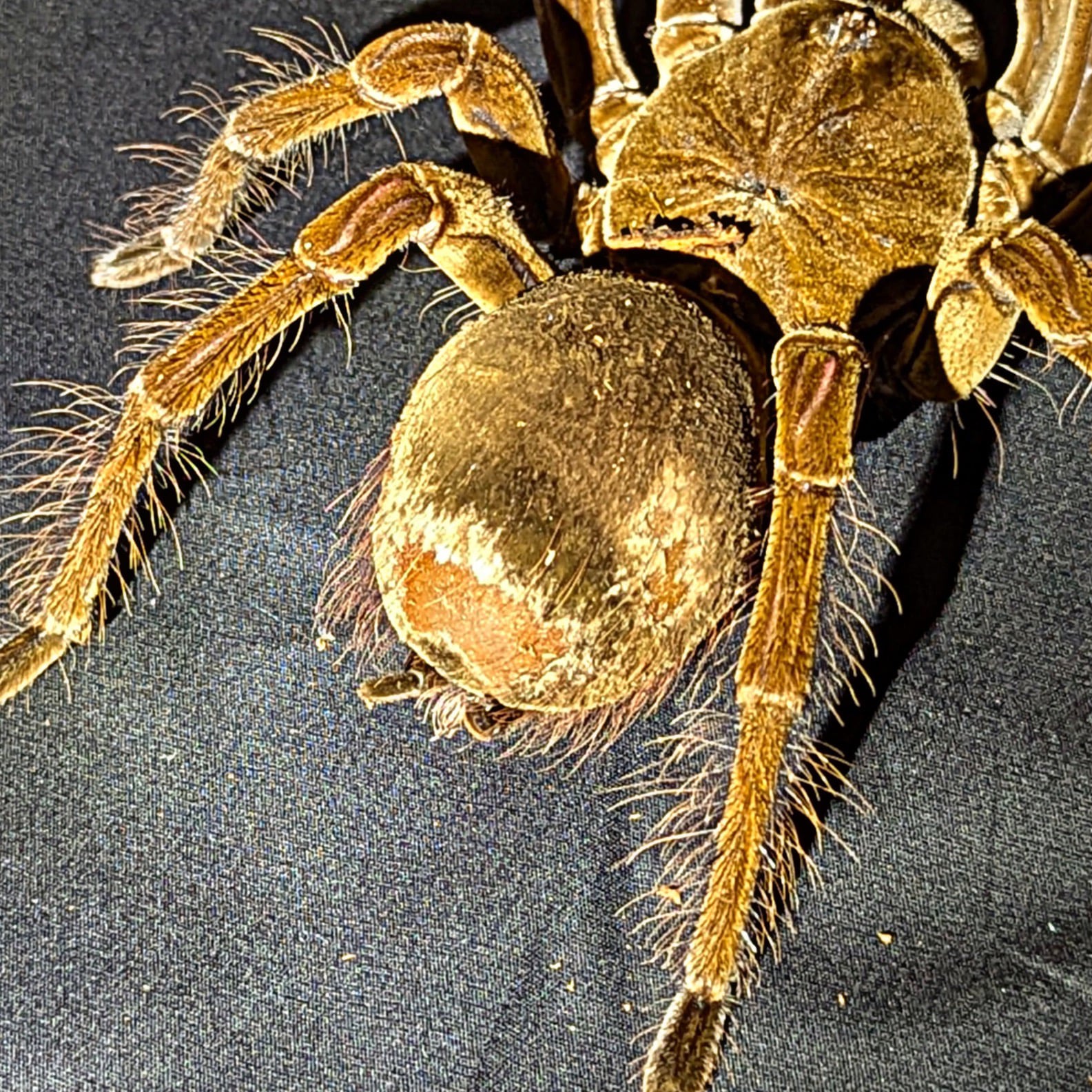 Goliath Bird Eating Tarantula, Therapho Blondi, For Sale, Bald Spot