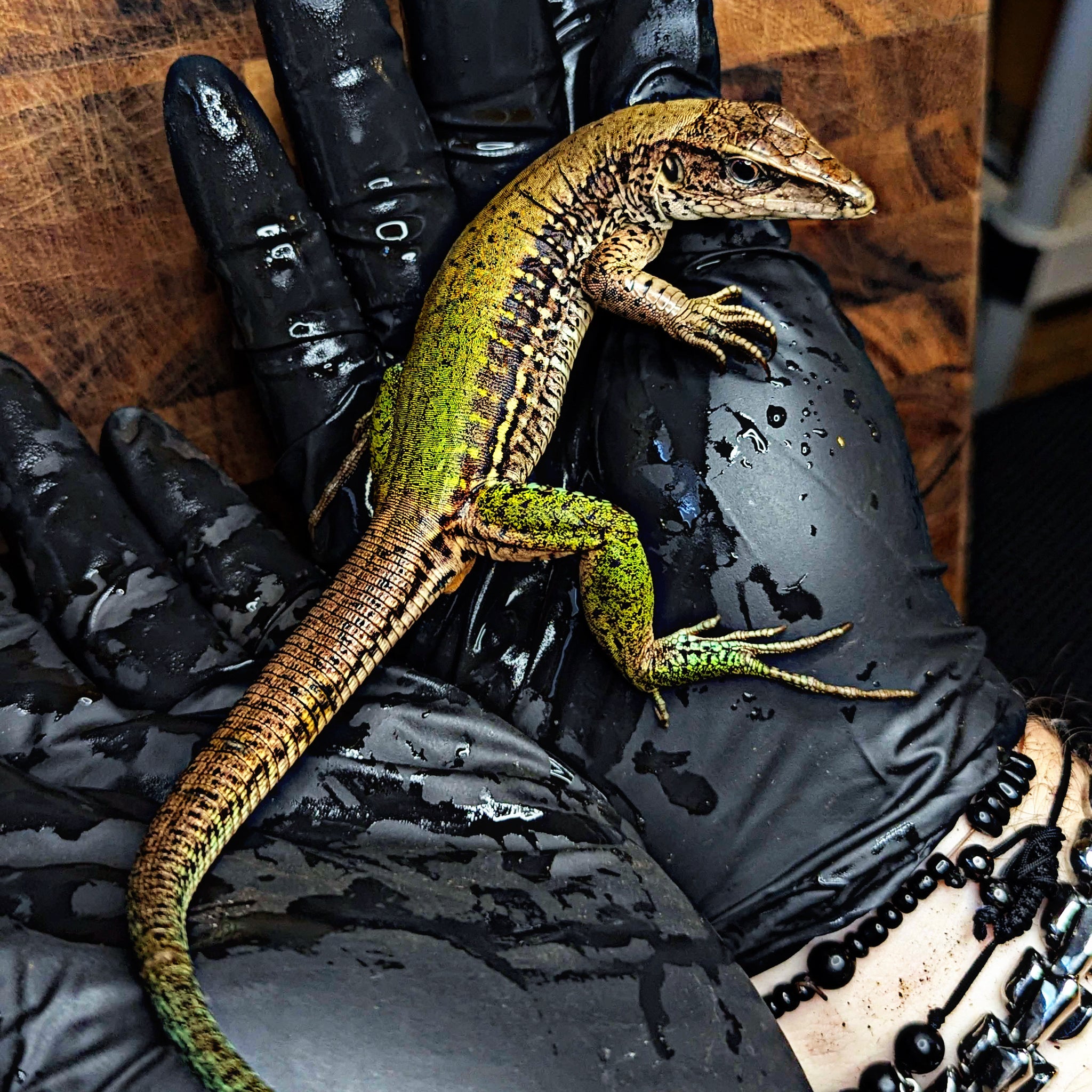 Adult Female Green Ameiva (Ameiva ameiva) for Sale, image size:2048x2048