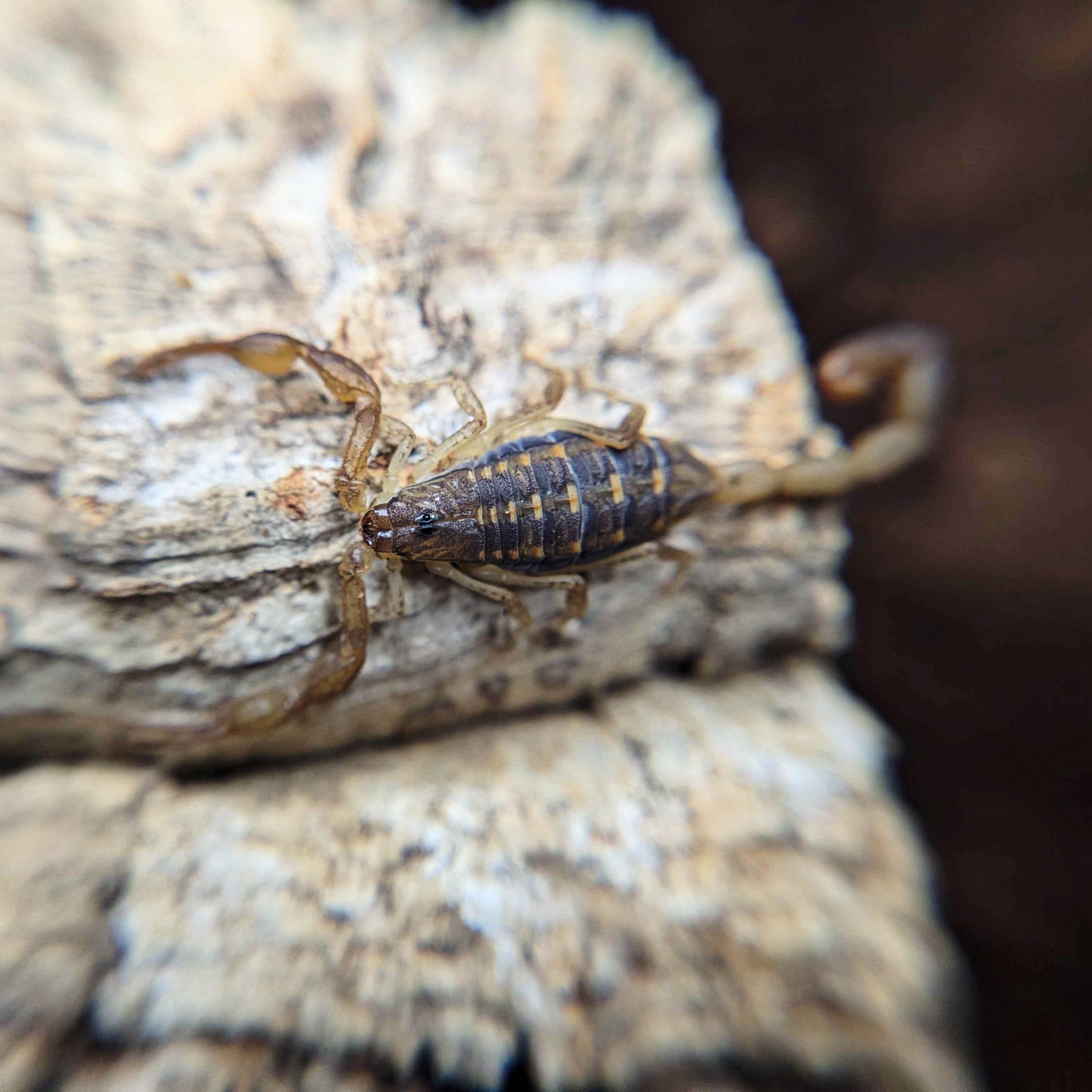 Centruroides guanensis for Sale, Female, Keys Bark Scorpion