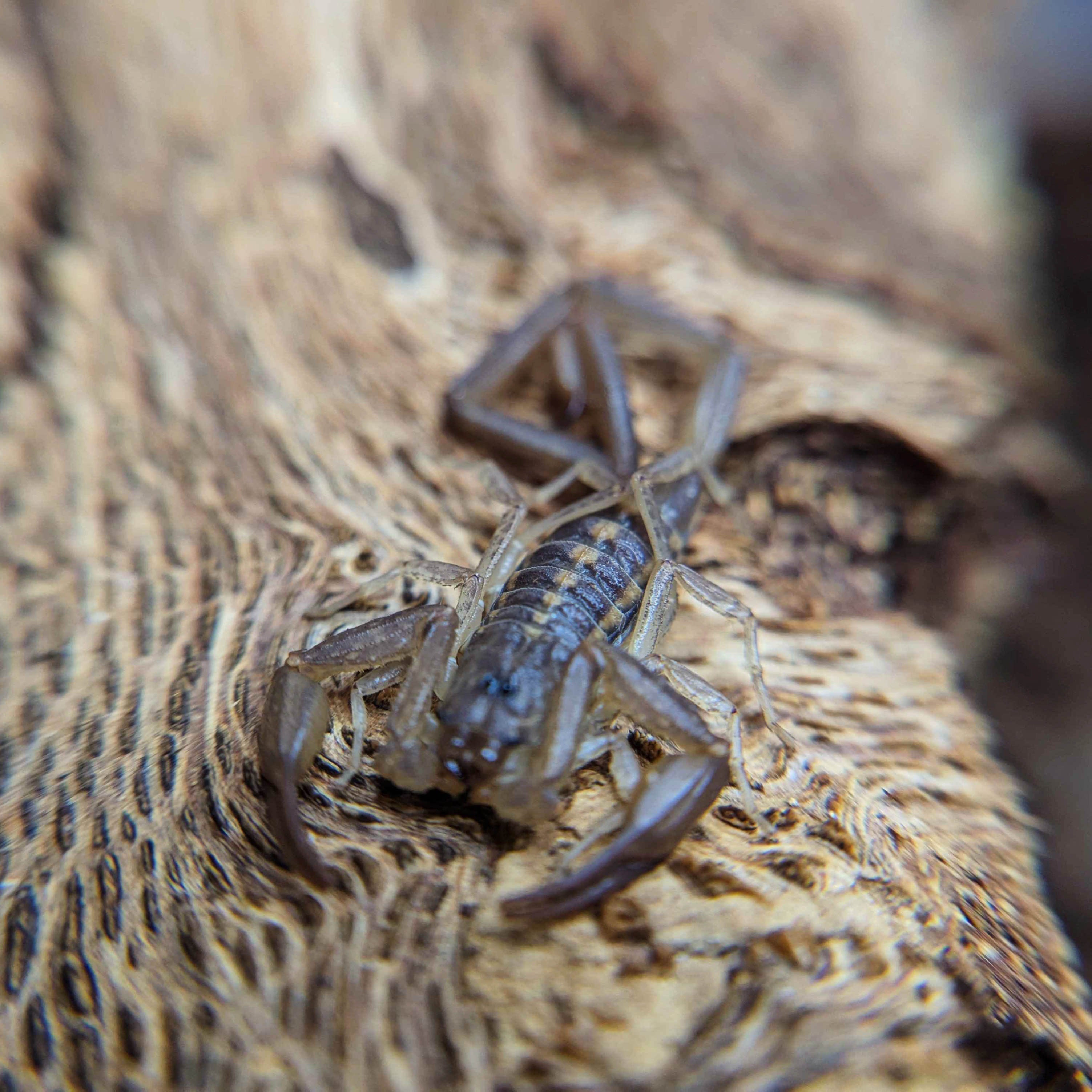 Centruroides guanensis for Sale, Male, Keys Bark