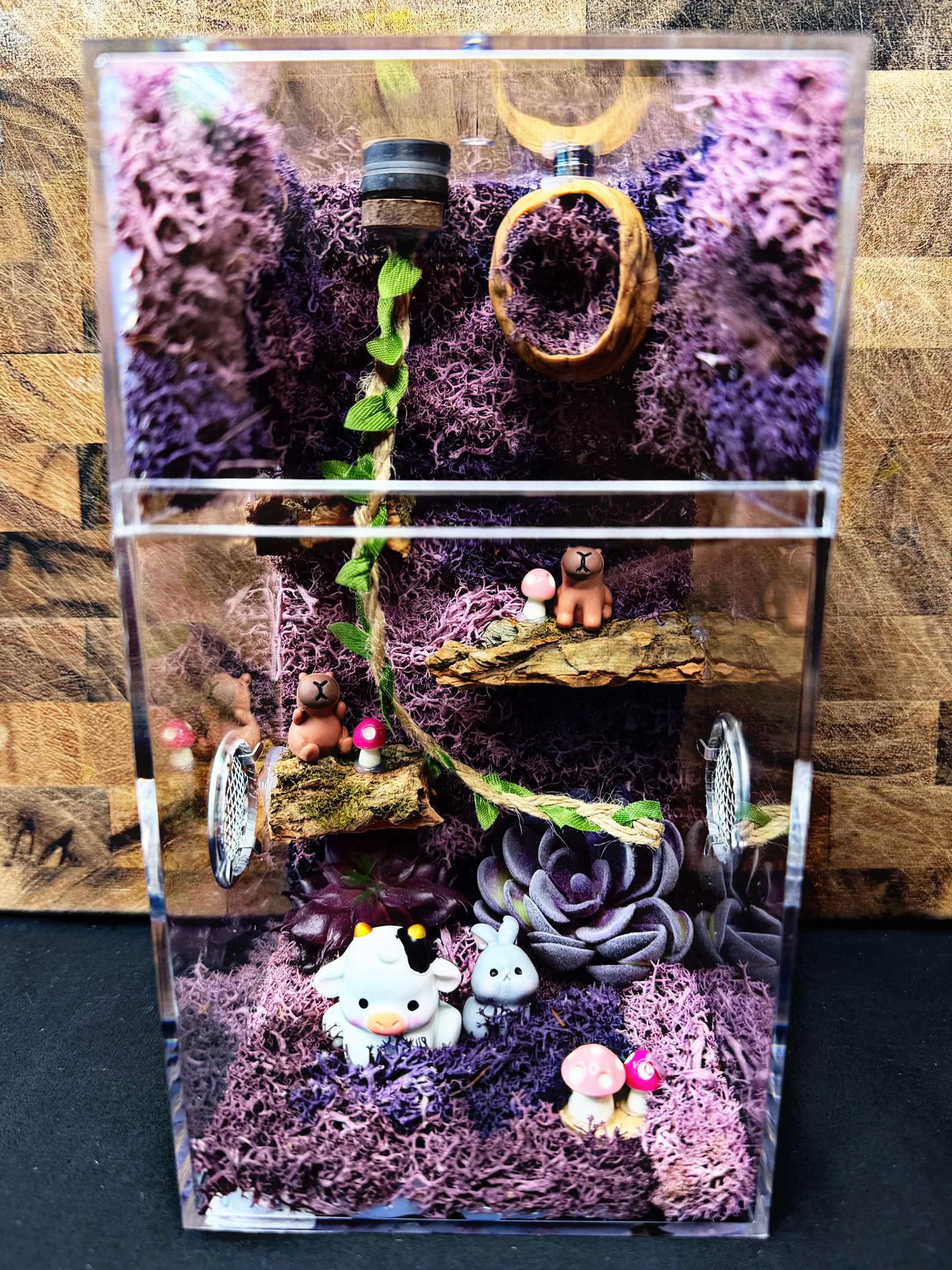 Custom Jumping Spider Enclosure