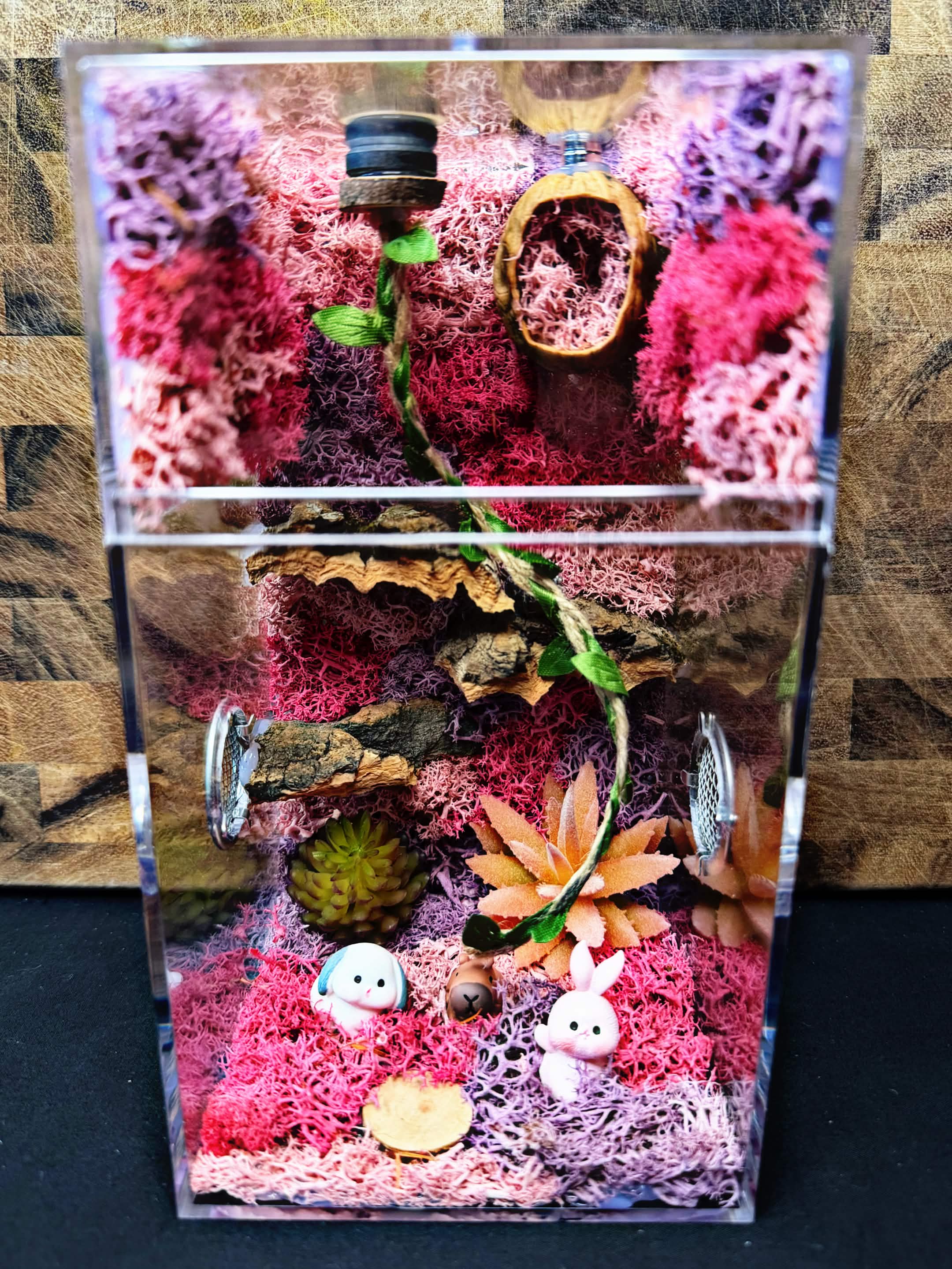 Custom Jumping Spider Enclosure