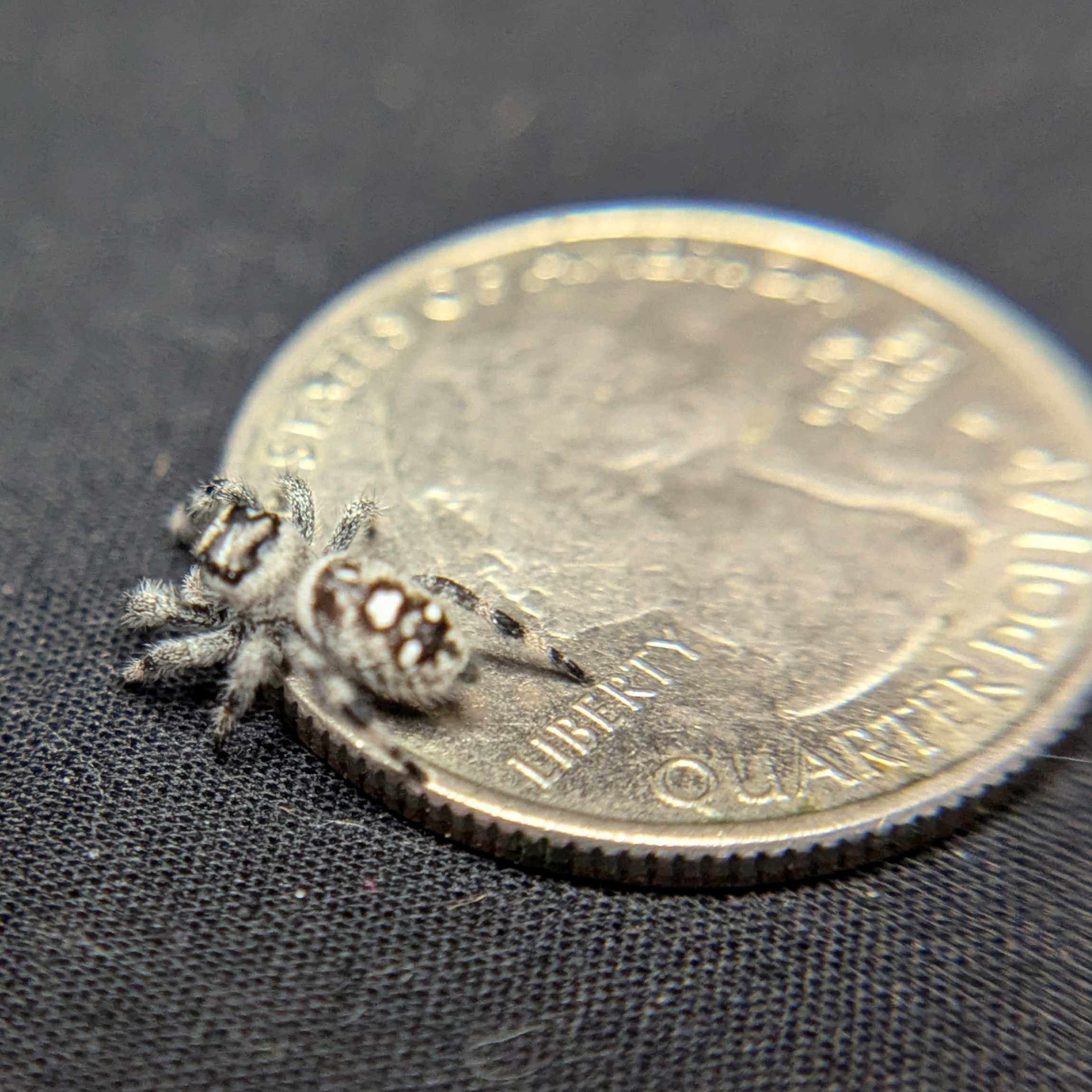 Regal Jumping Spider "Ghost"