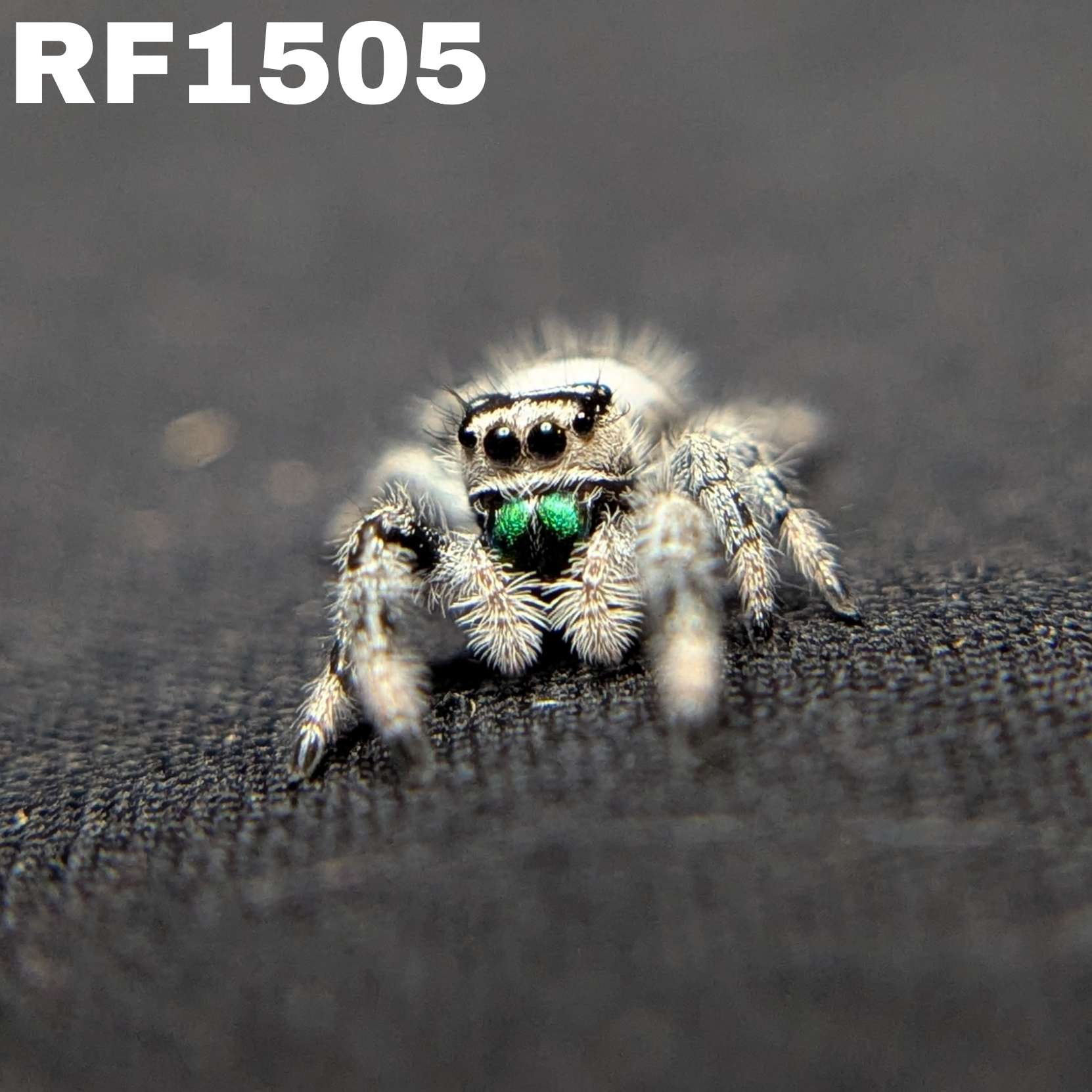 Regal Jumping Spider "Ghost"